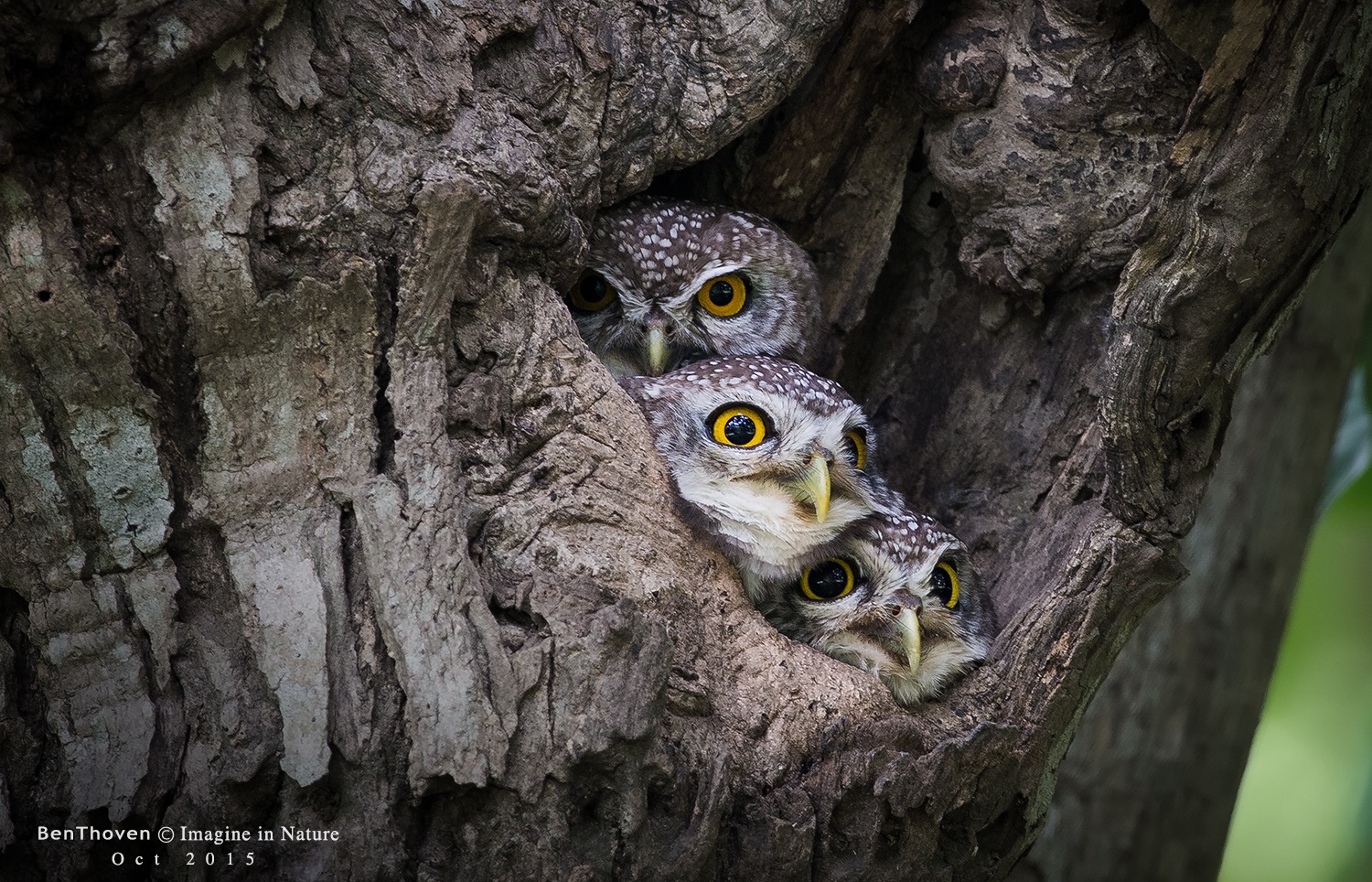 Spotted owlet