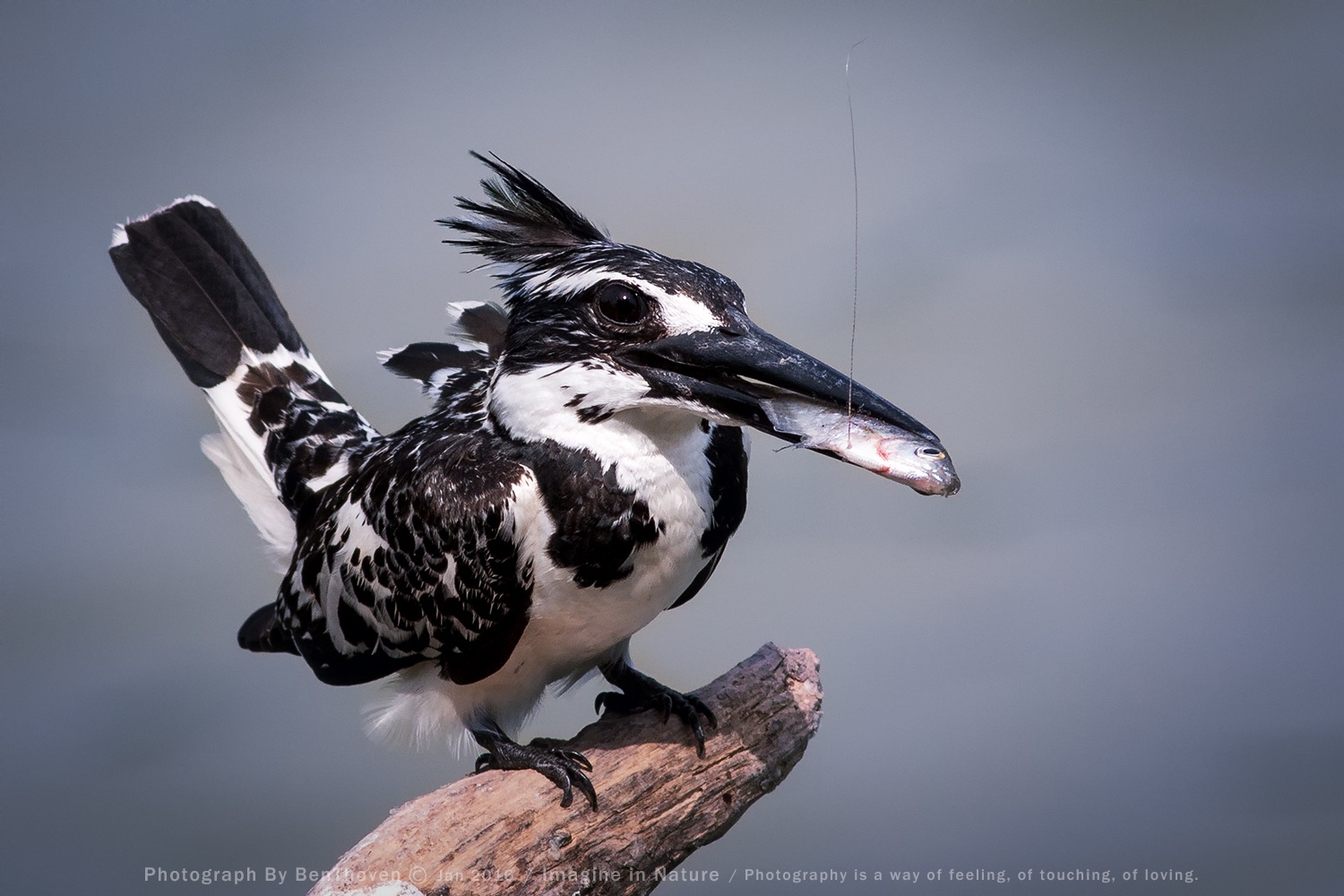 Pied kingfisher