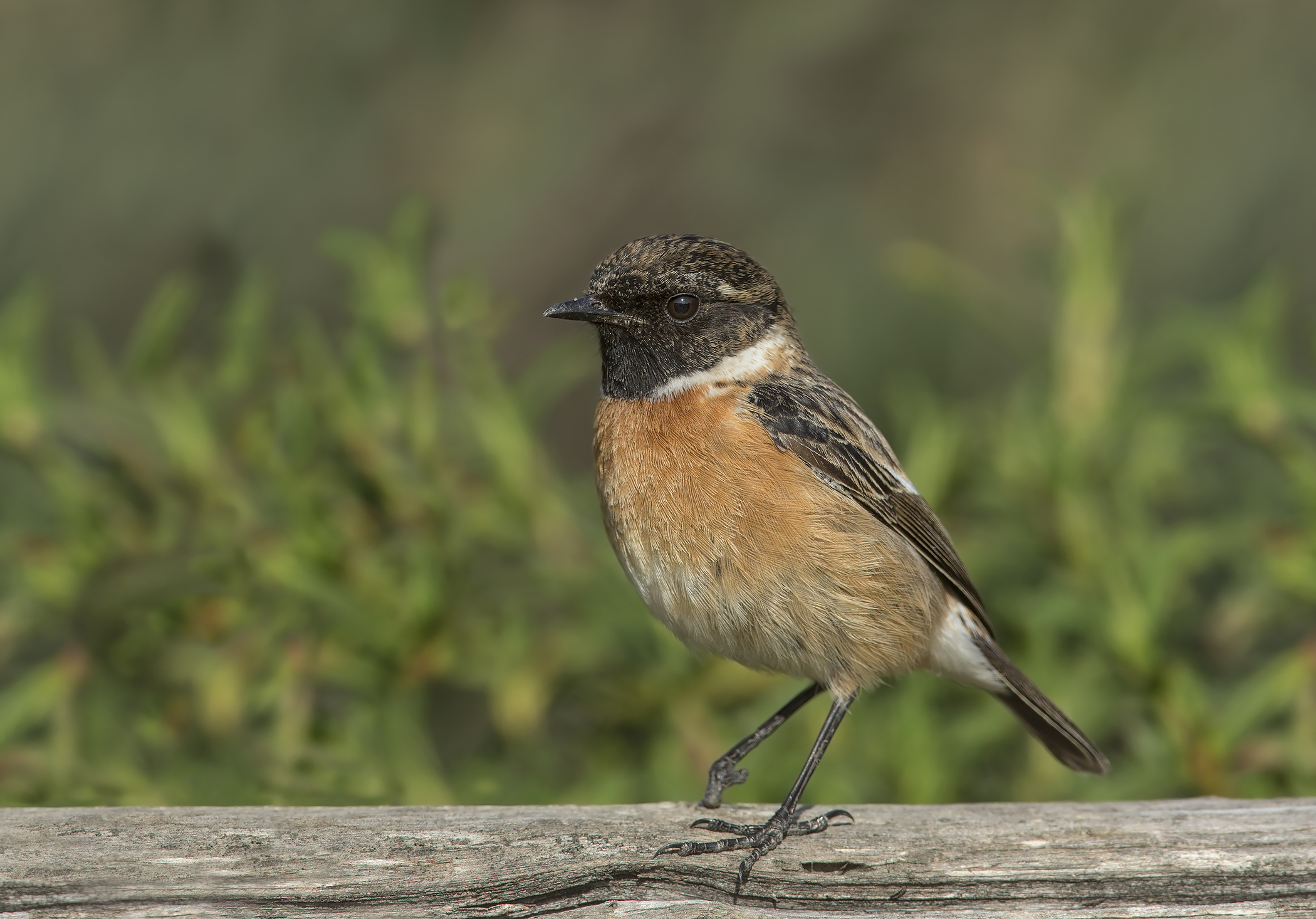 zampetta zoppetta ....saltimpalo (saxicola torquatus)