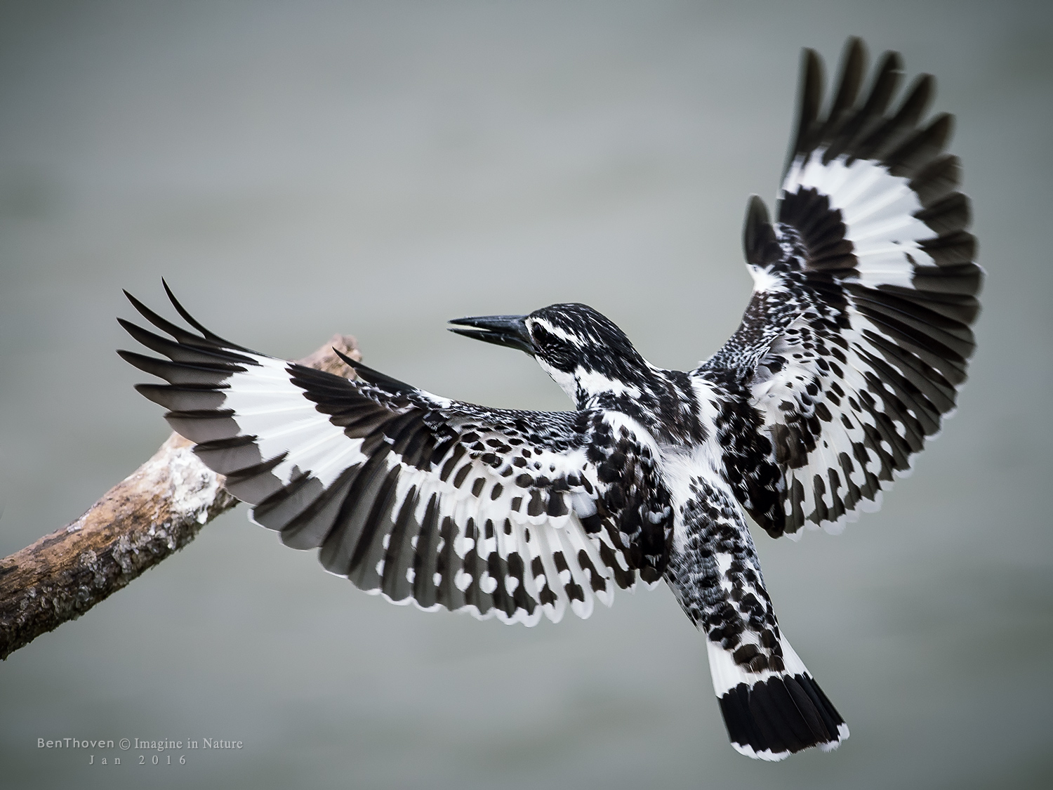 Pied kingfisher