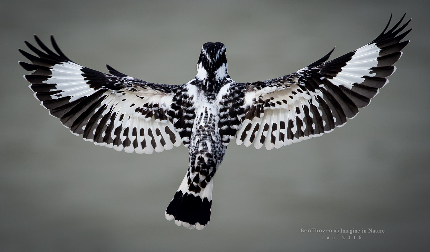 Pied kingfisher