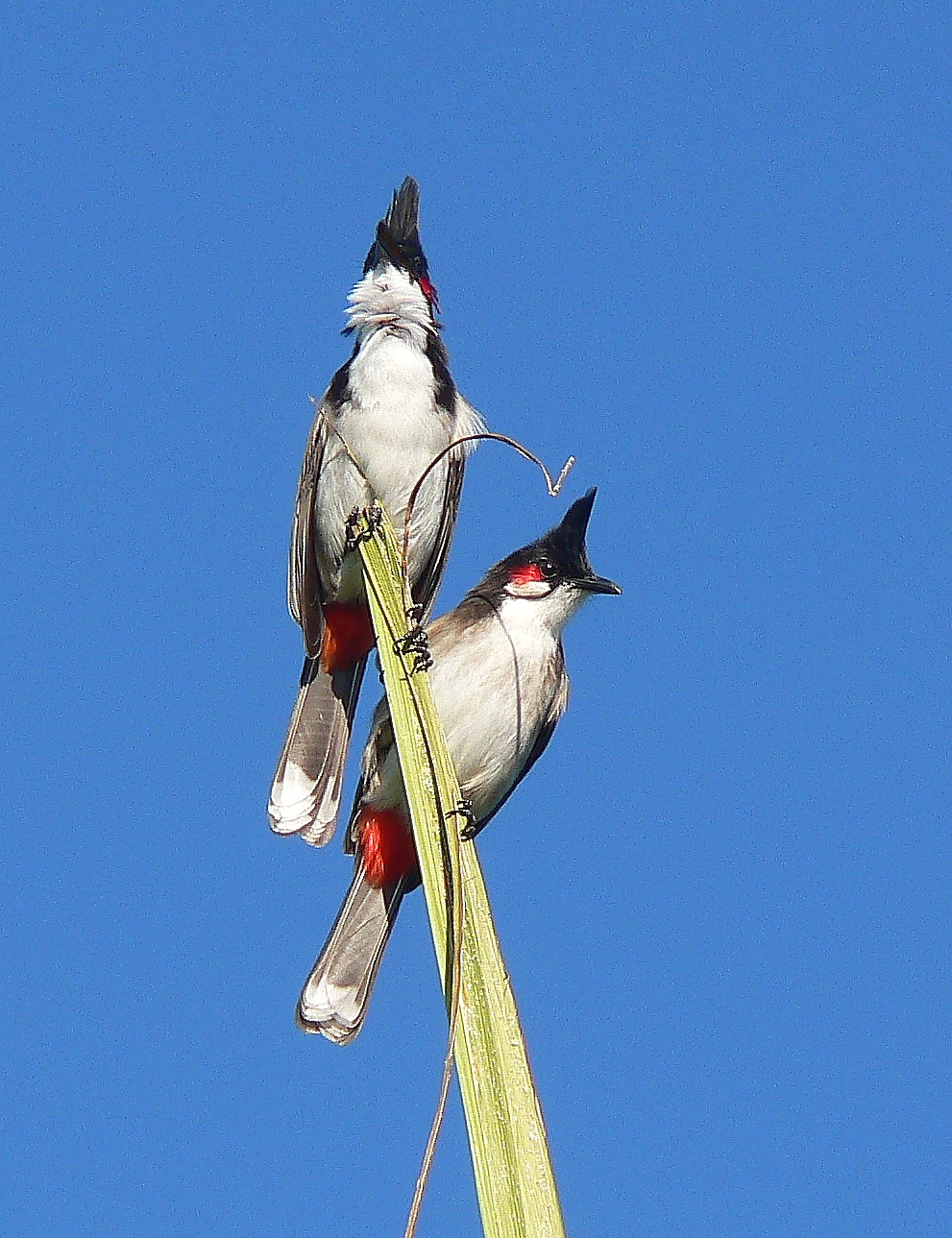 red whiskered bulbul (Mauritius)