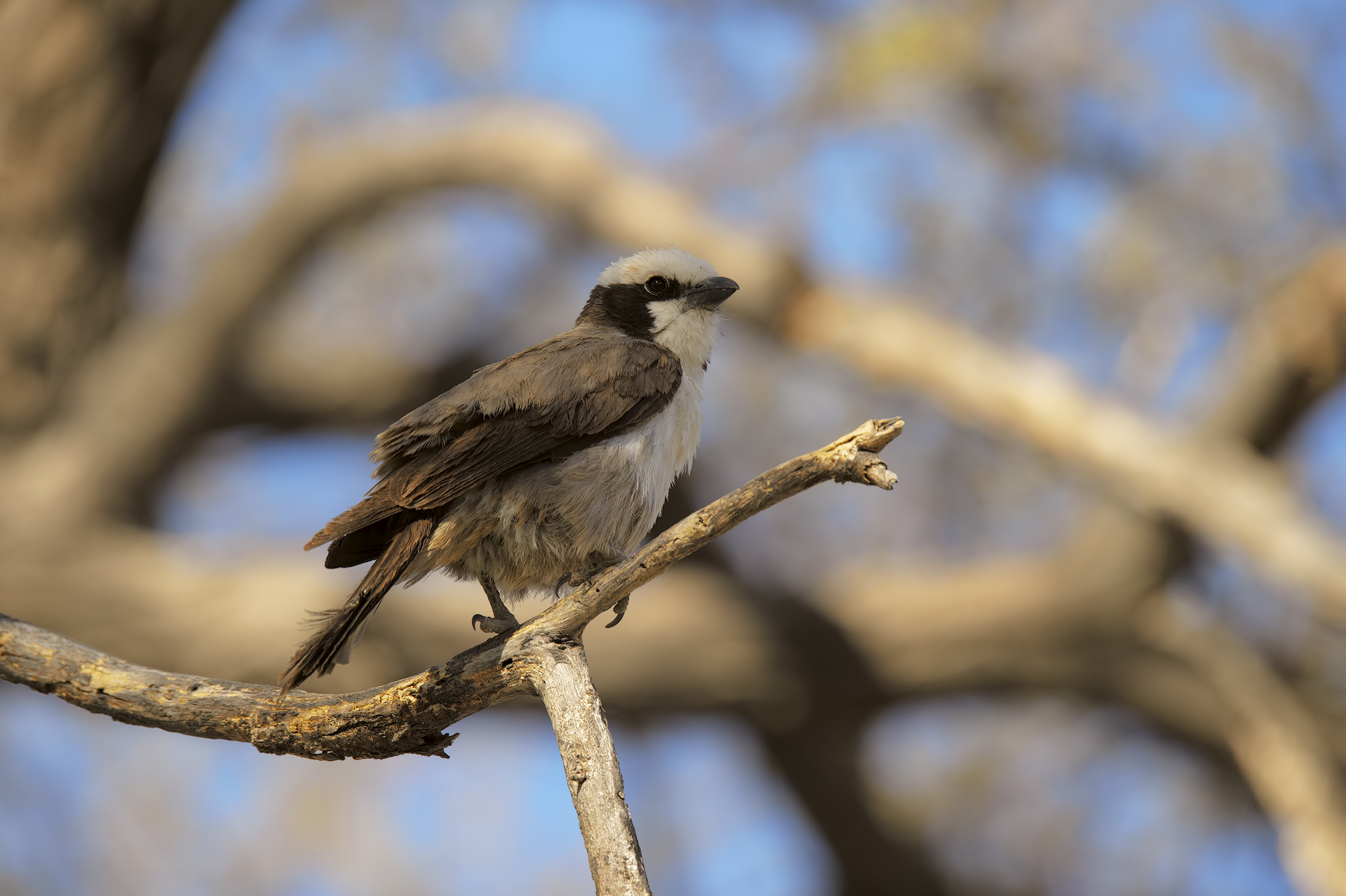 Souther white-crowned Shirke