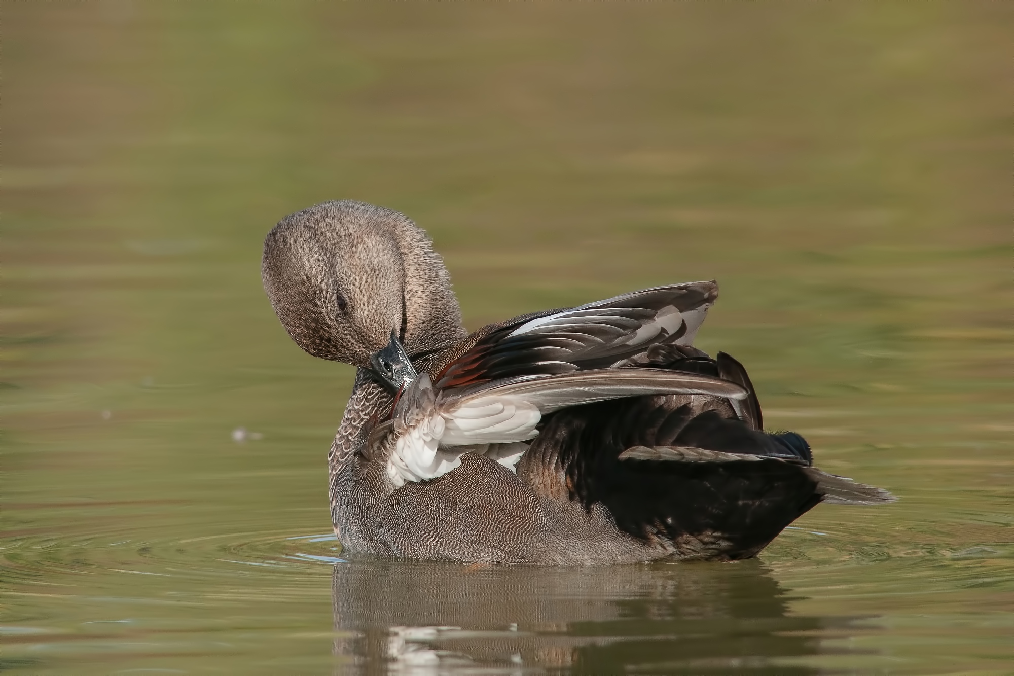 Gadwall
