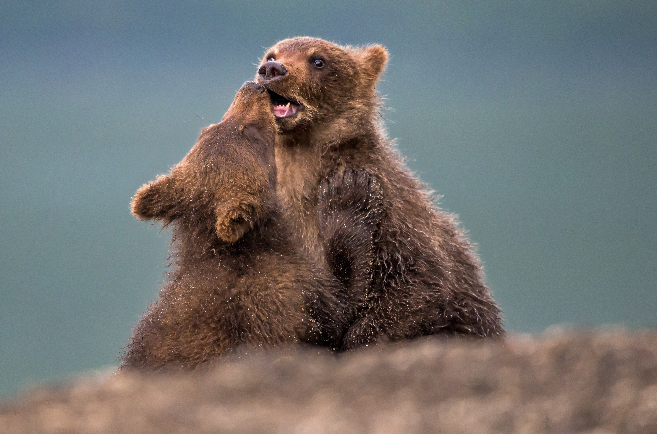 Kamchatka 2016 - Cubs