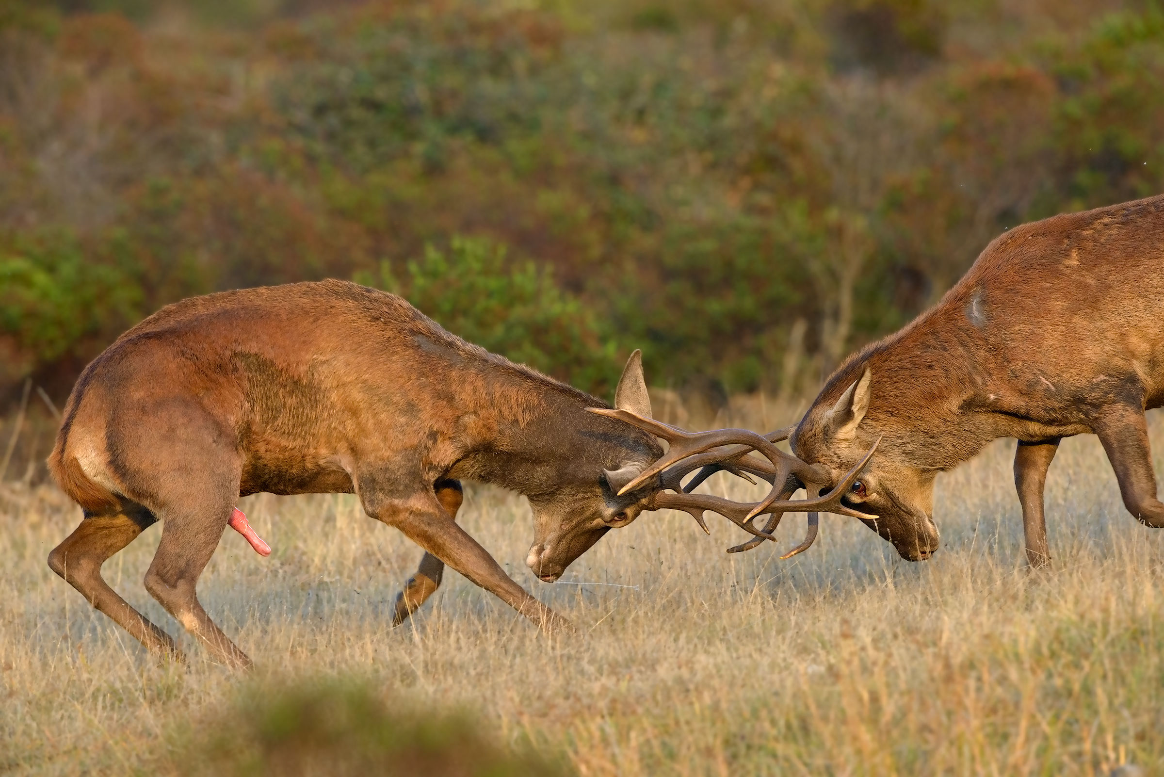 fight between Sardinian deer-3