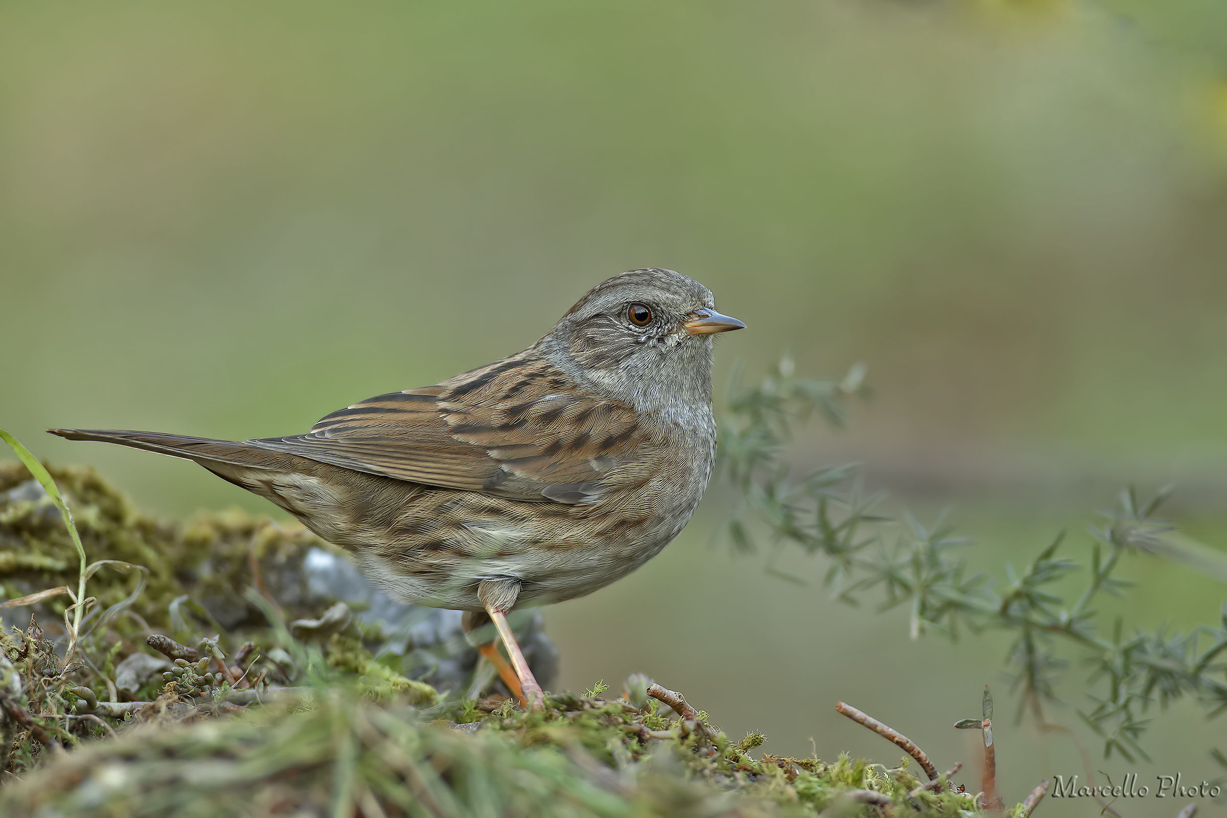 Dunnock