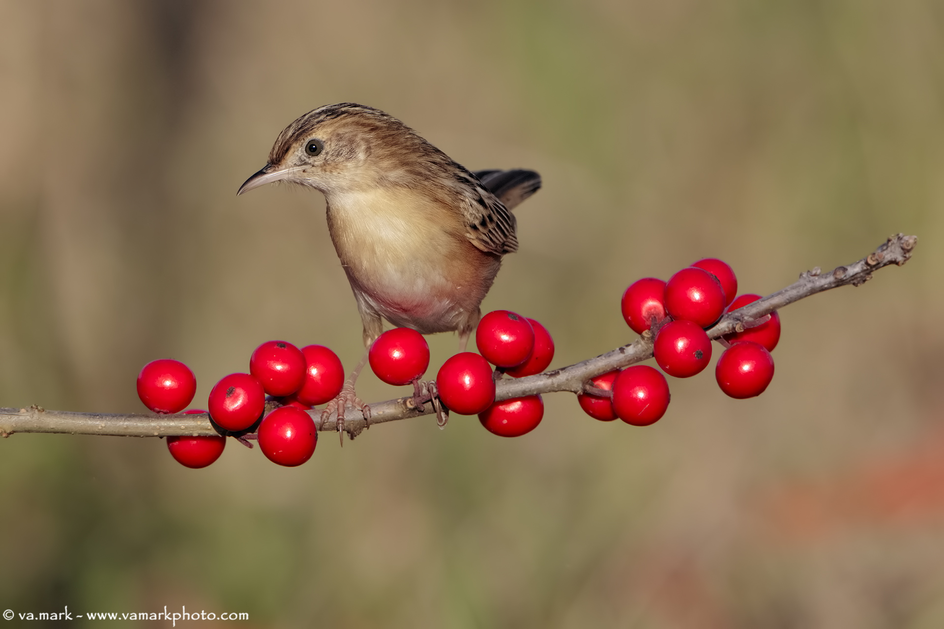 Beccamoschino ... and red berries