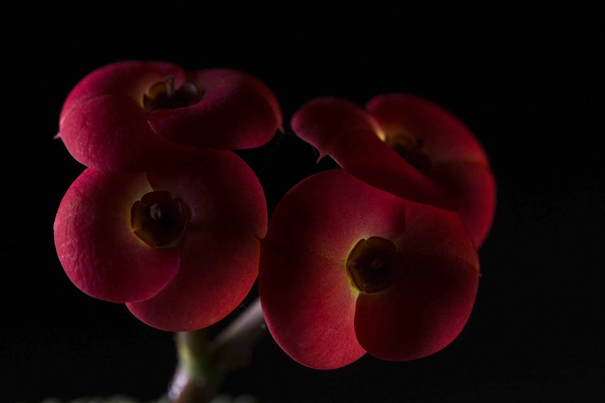 Spurge or plug of Christ or Holy Thorn