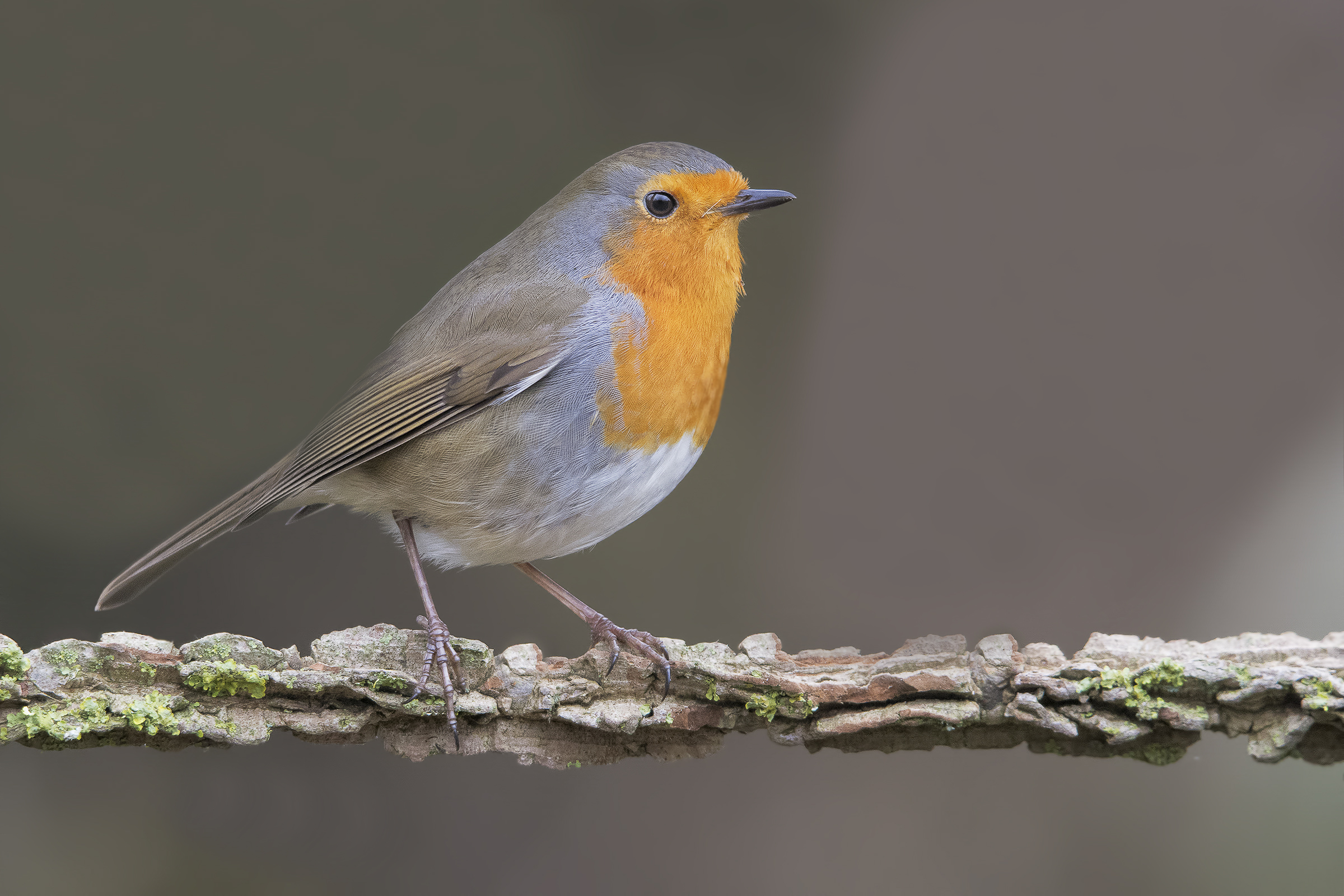 Pettirosso (Erithacus rubecula)