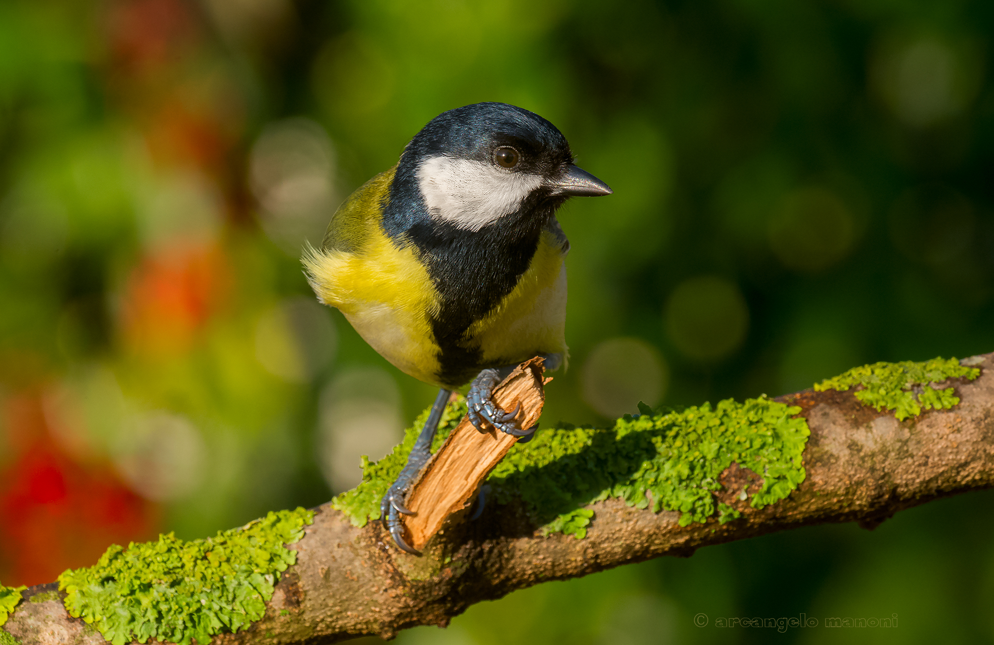 Una cincia sotto l'albero di Natale