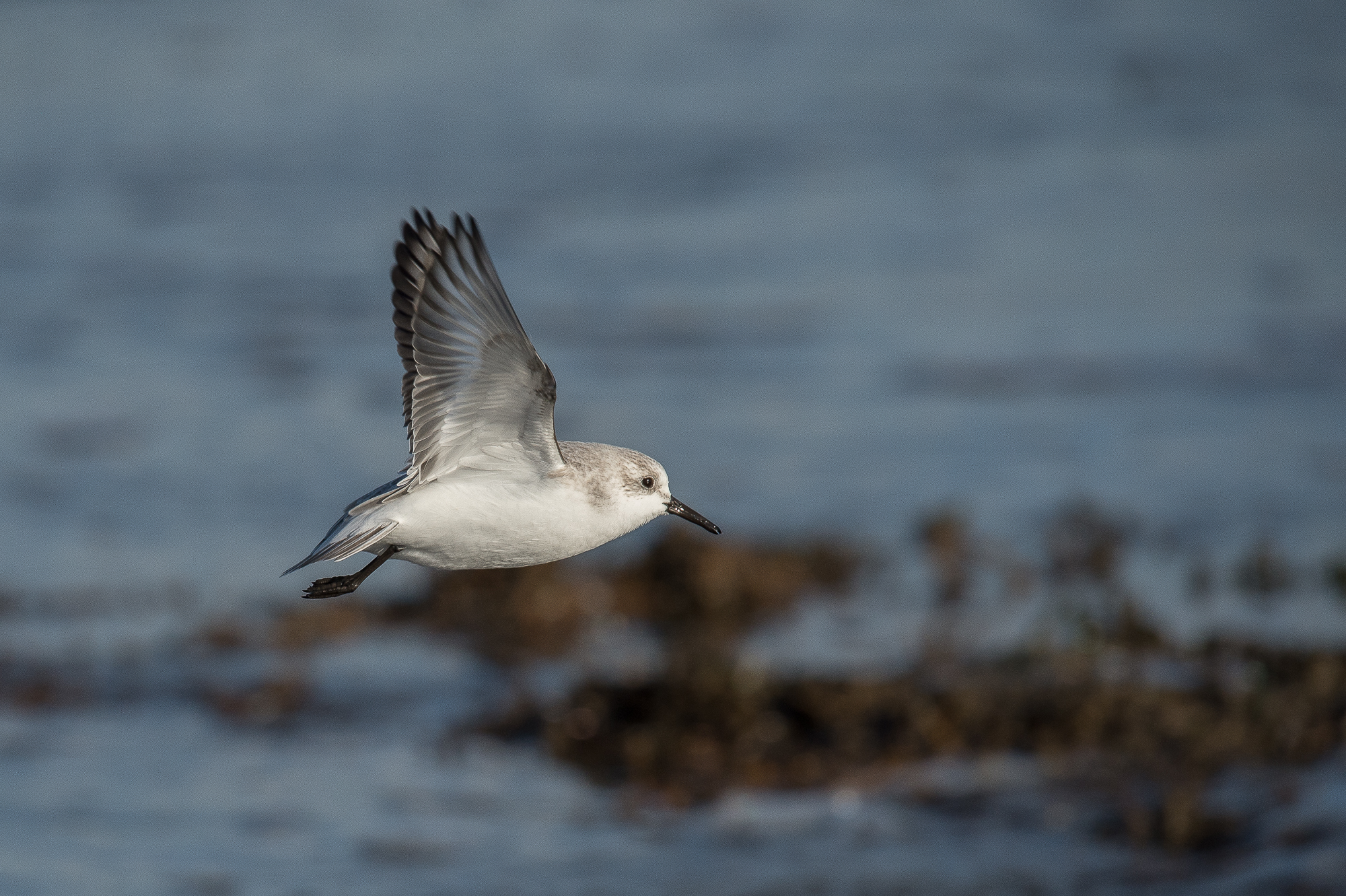 Sanderling in flight