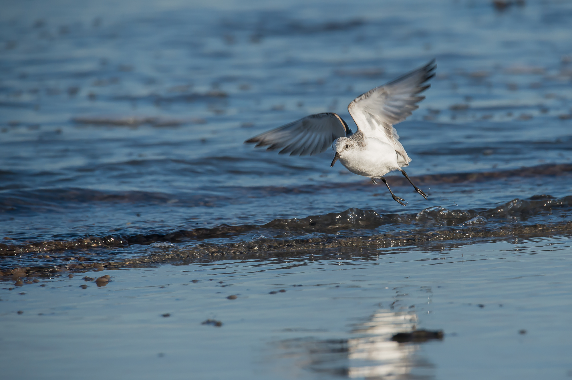 sanderling in front flight