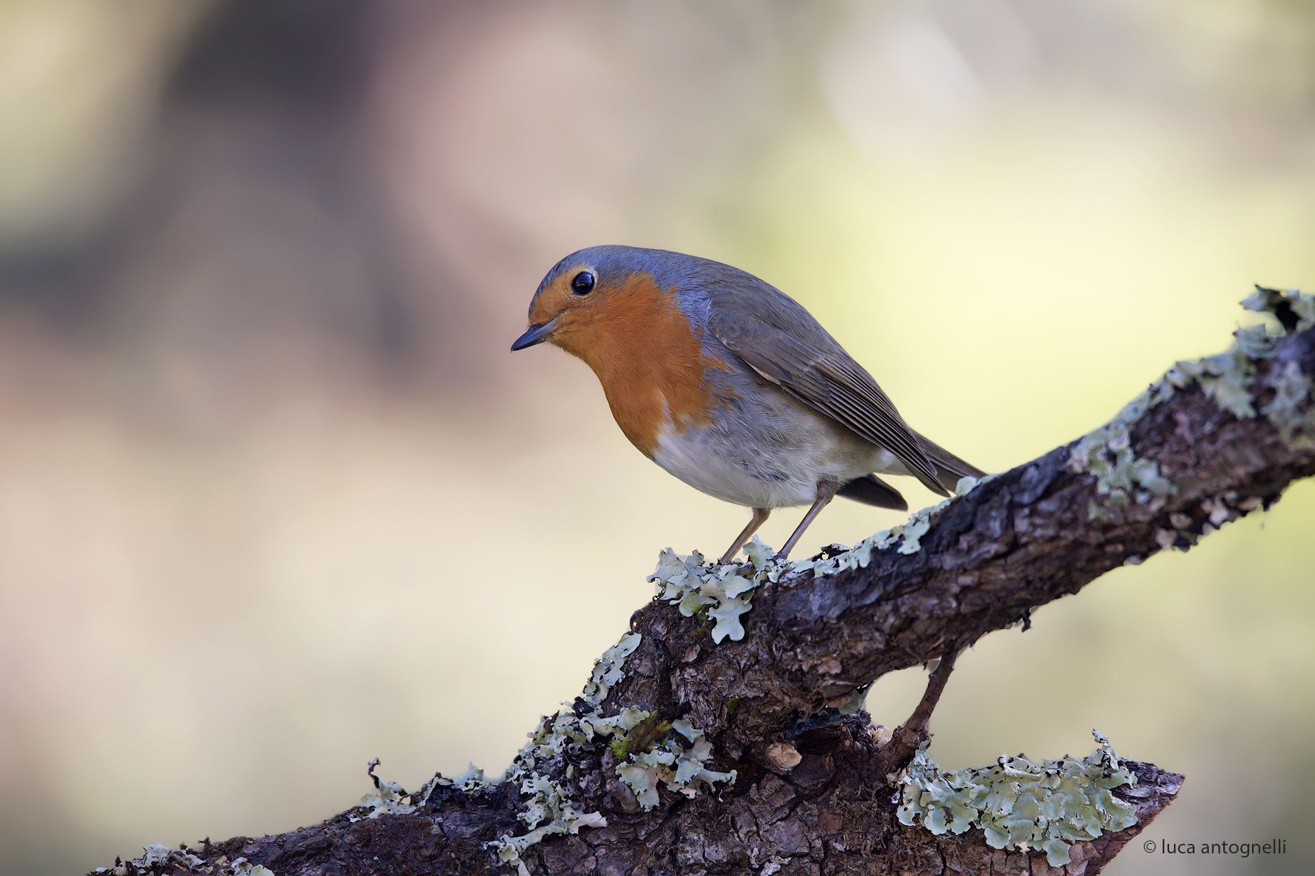 Robin pink background.