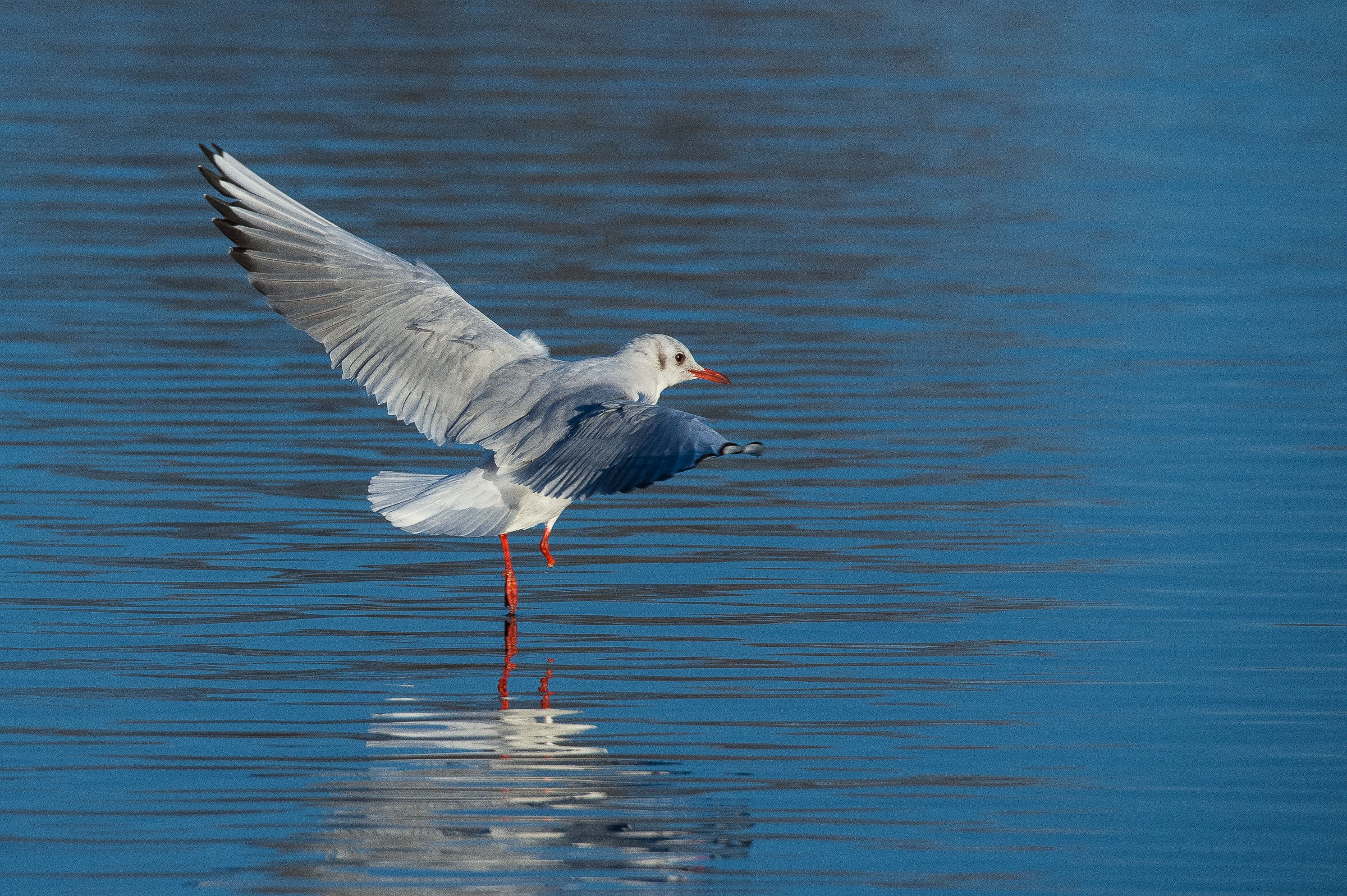 Who goes with the lame ...