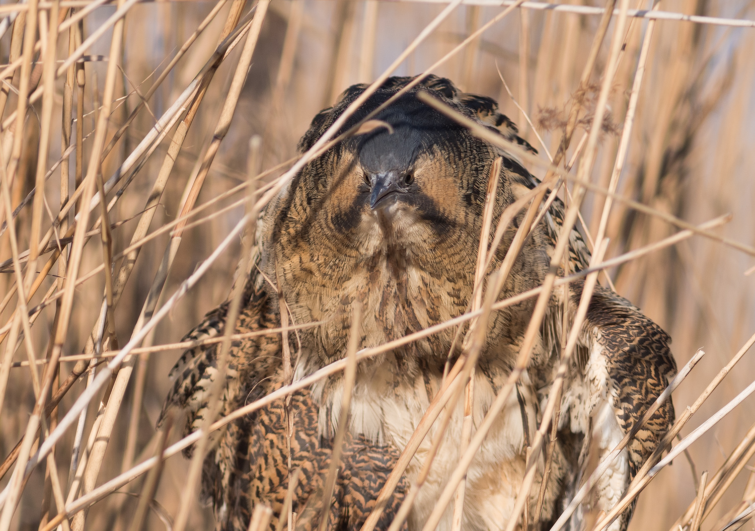 The mighty Great Bittern!