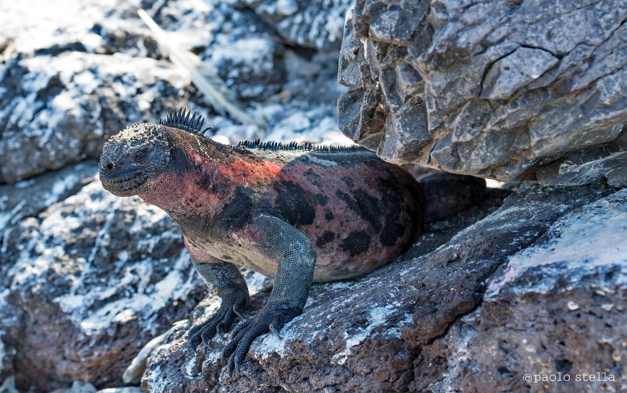 iguana marina di Espagnola