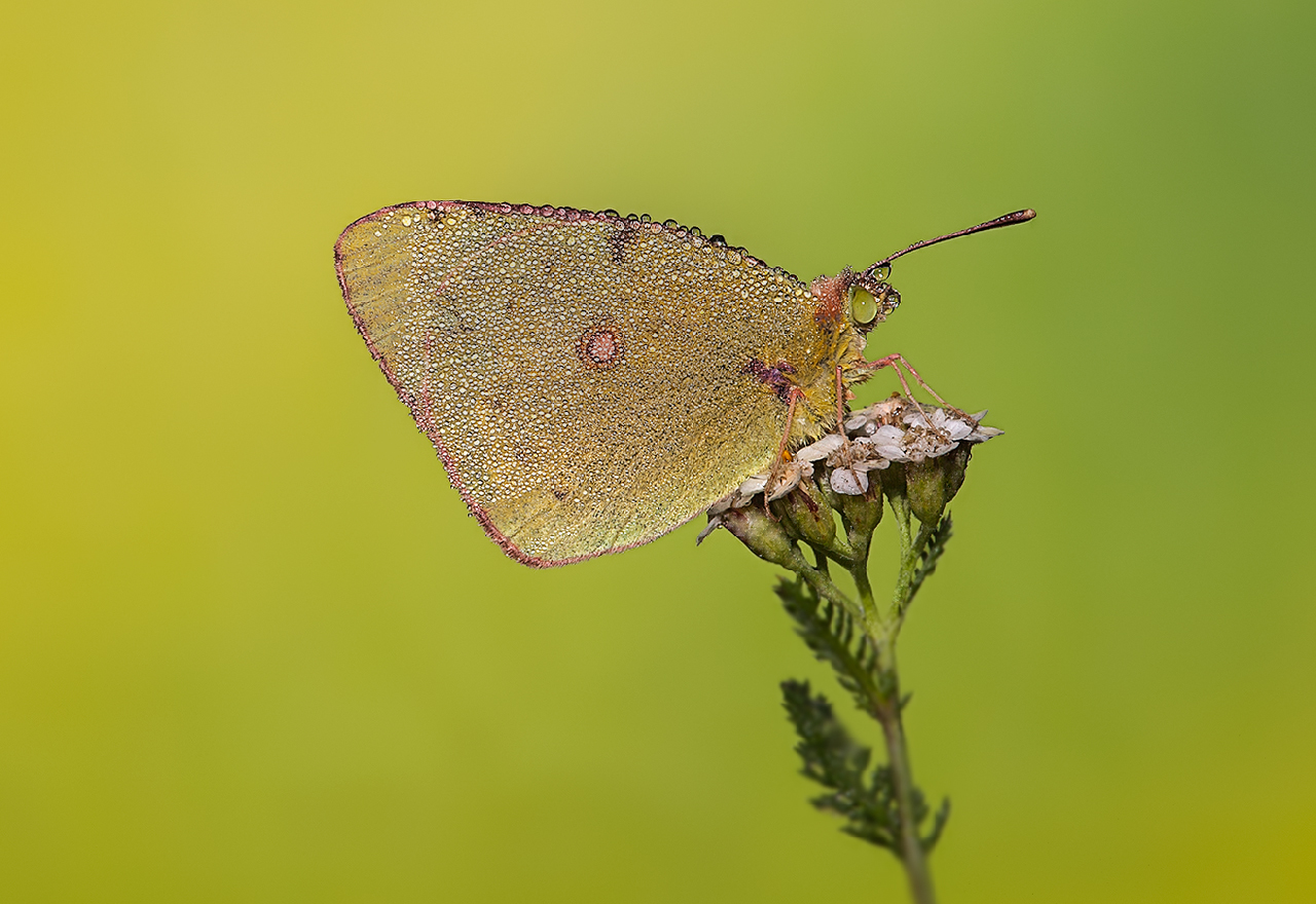 Colias Crocea