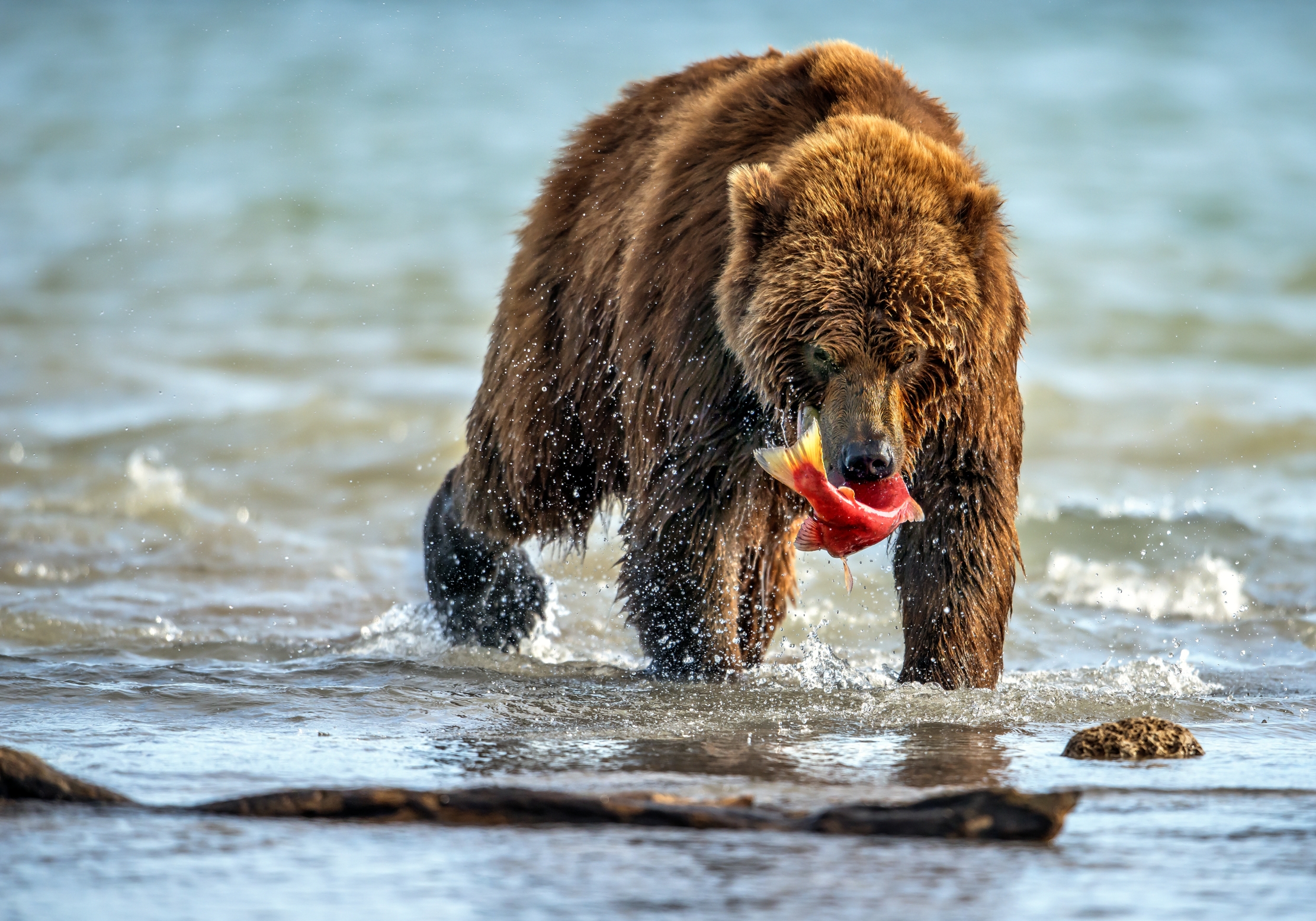 Kamchatka 2016 - Pesca