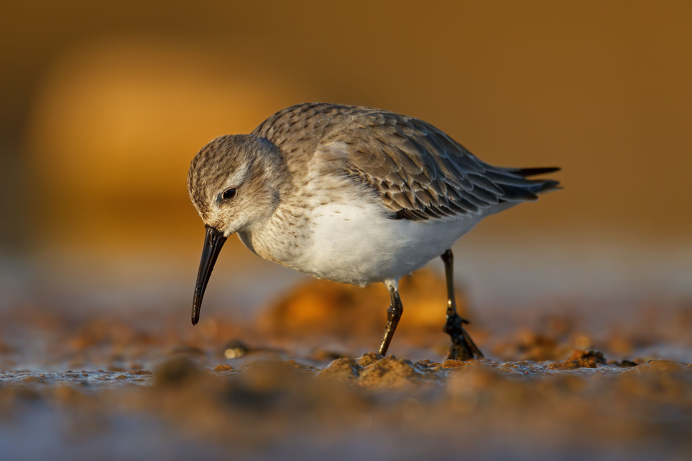 Dunlin