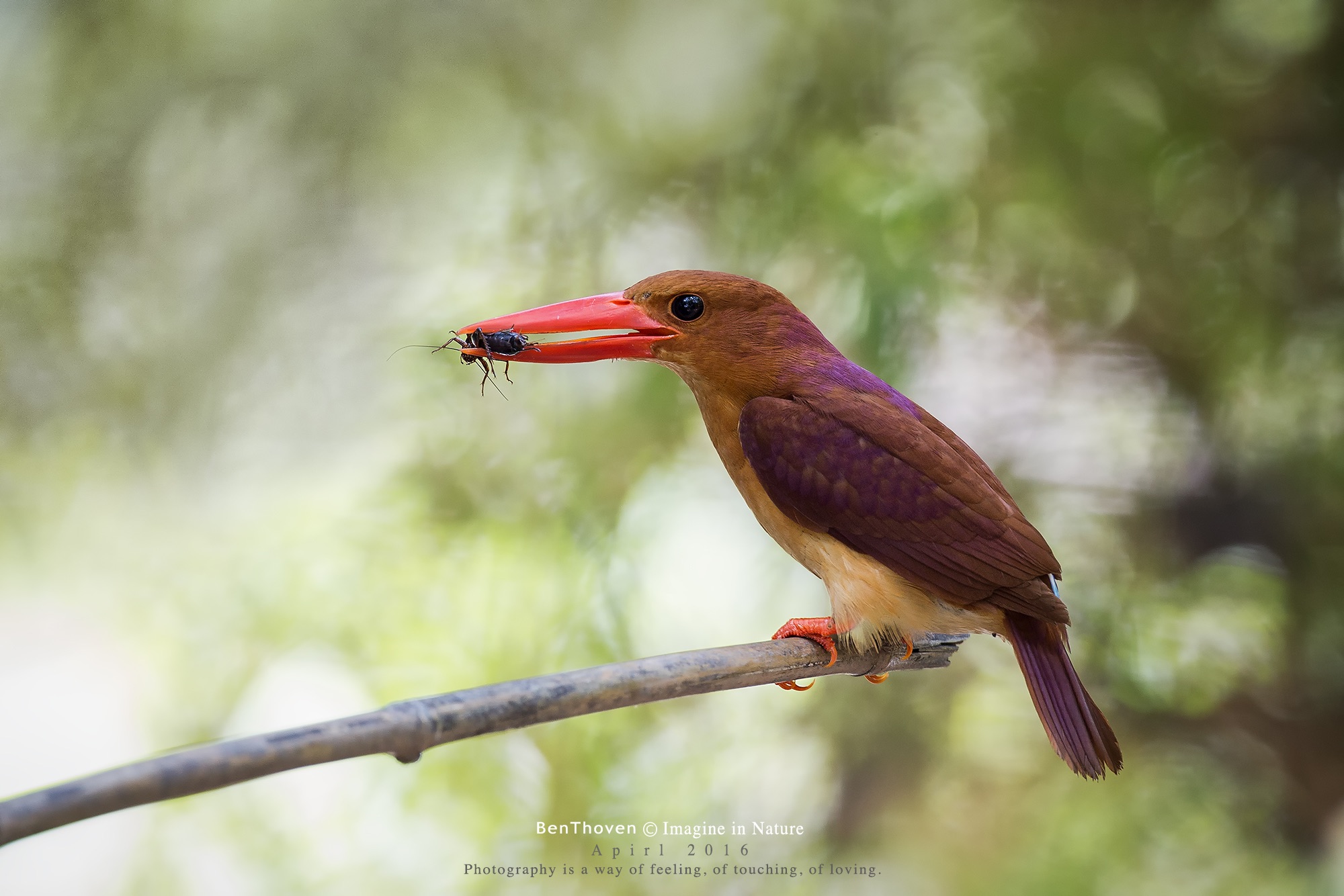 Ruddy kingfisher