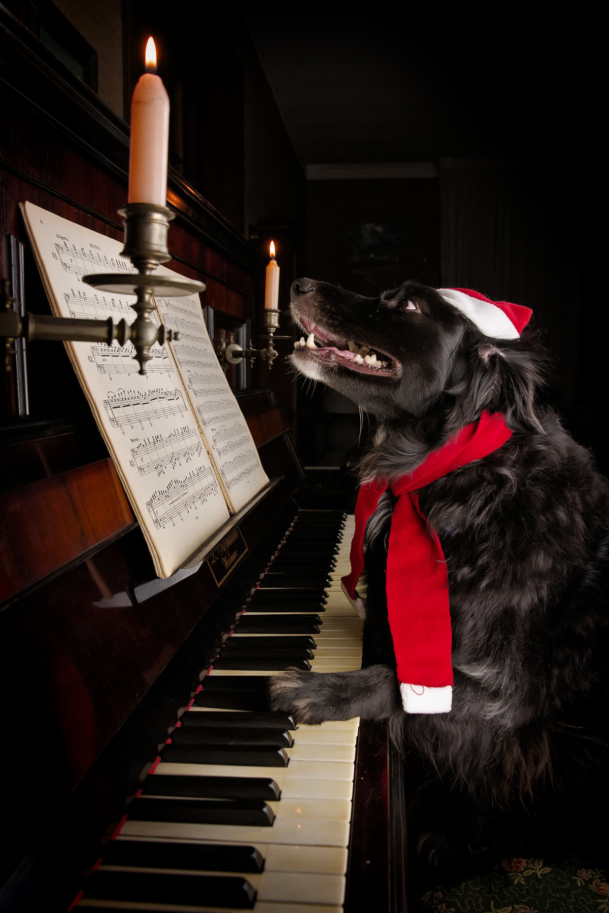 And Merry Christmas from Pippa!