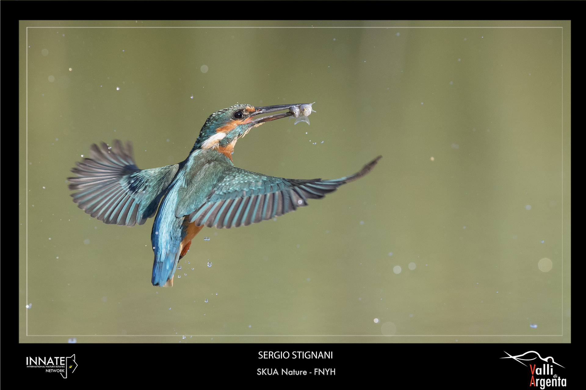 the infallible dip Martino