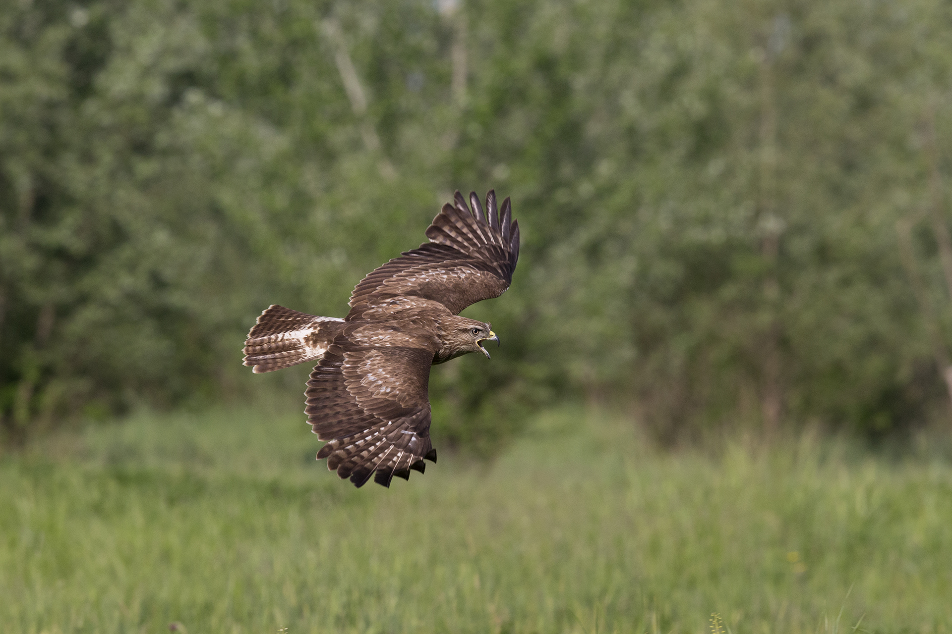 buzzard