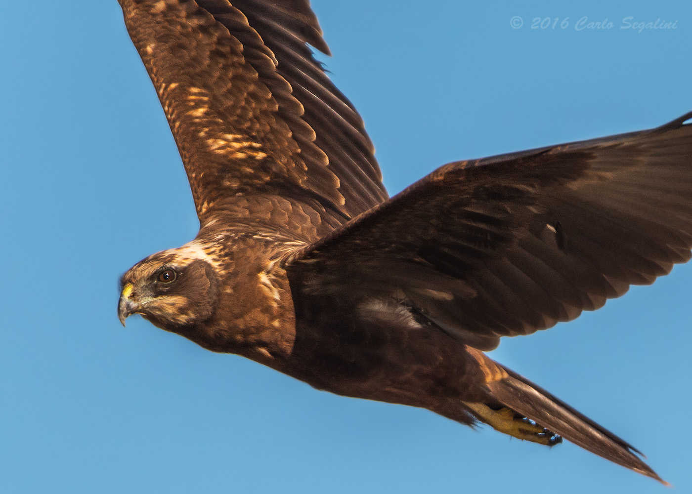 Portrait of marsh harrier
