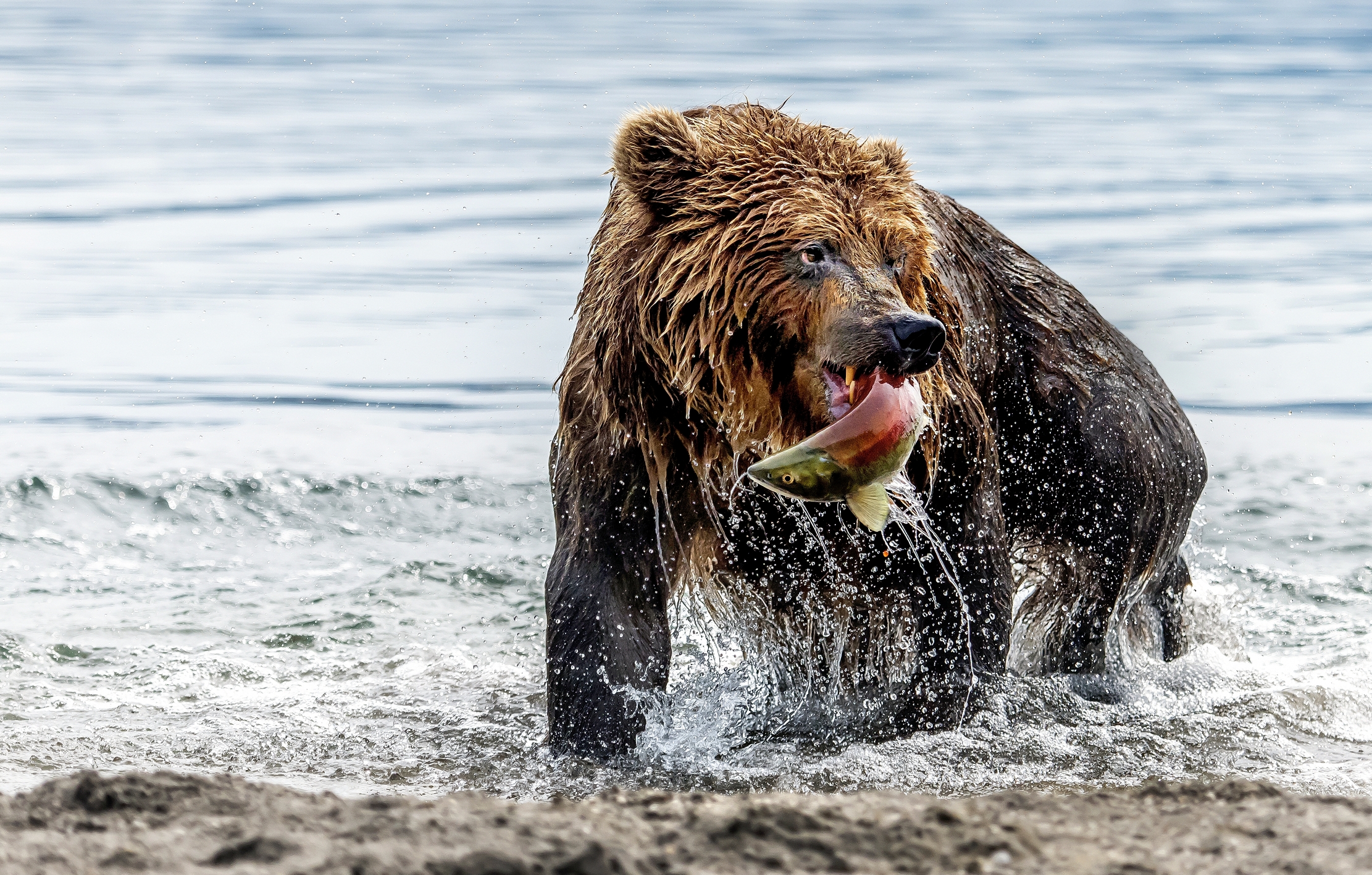 Kamchatka 2016 - Pesca e pescato
