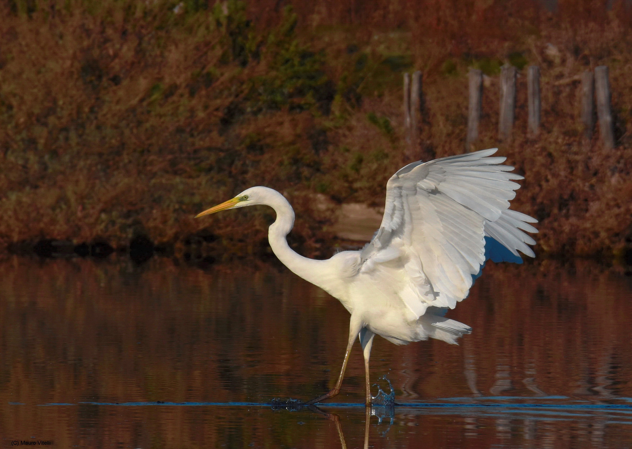 Great Egret