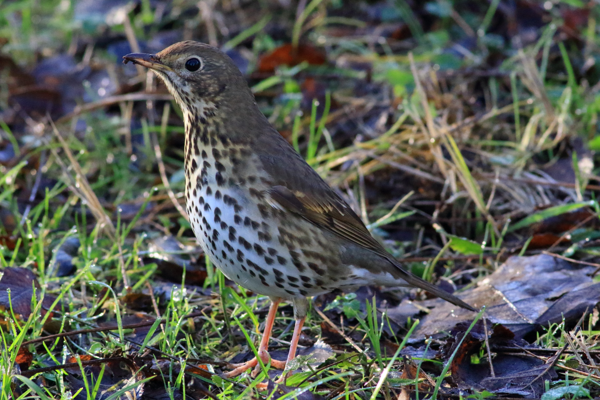 Thrush