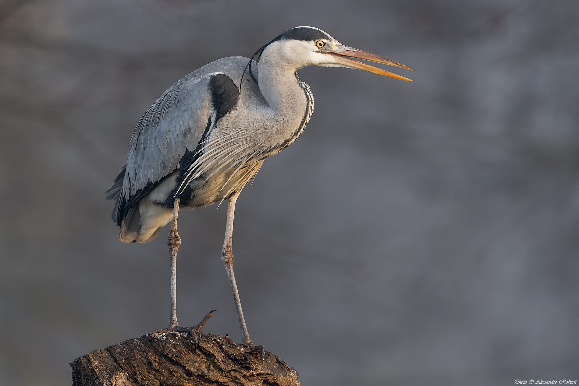 In the fog (Ardea cinerea )