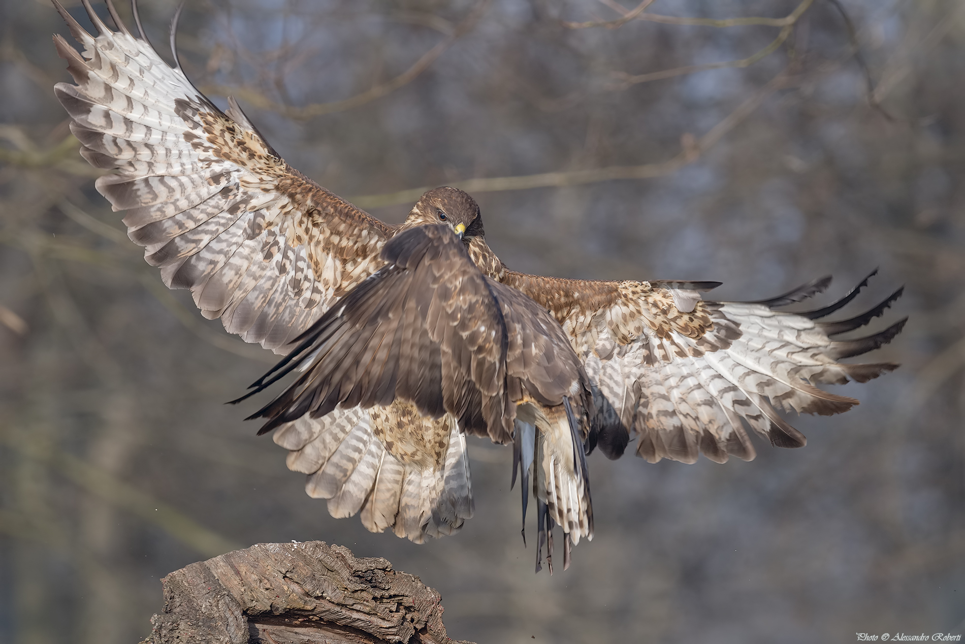 In flight fight ( Buteo buteo )