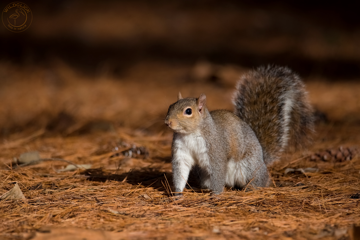 Scoiattolo grigio