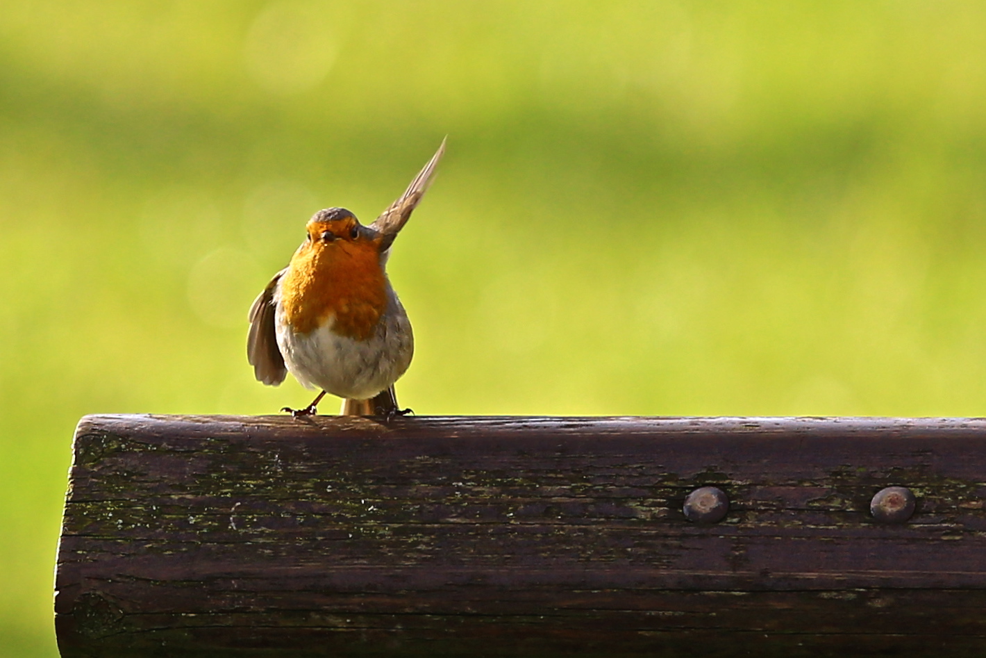 Robin ..... Present!