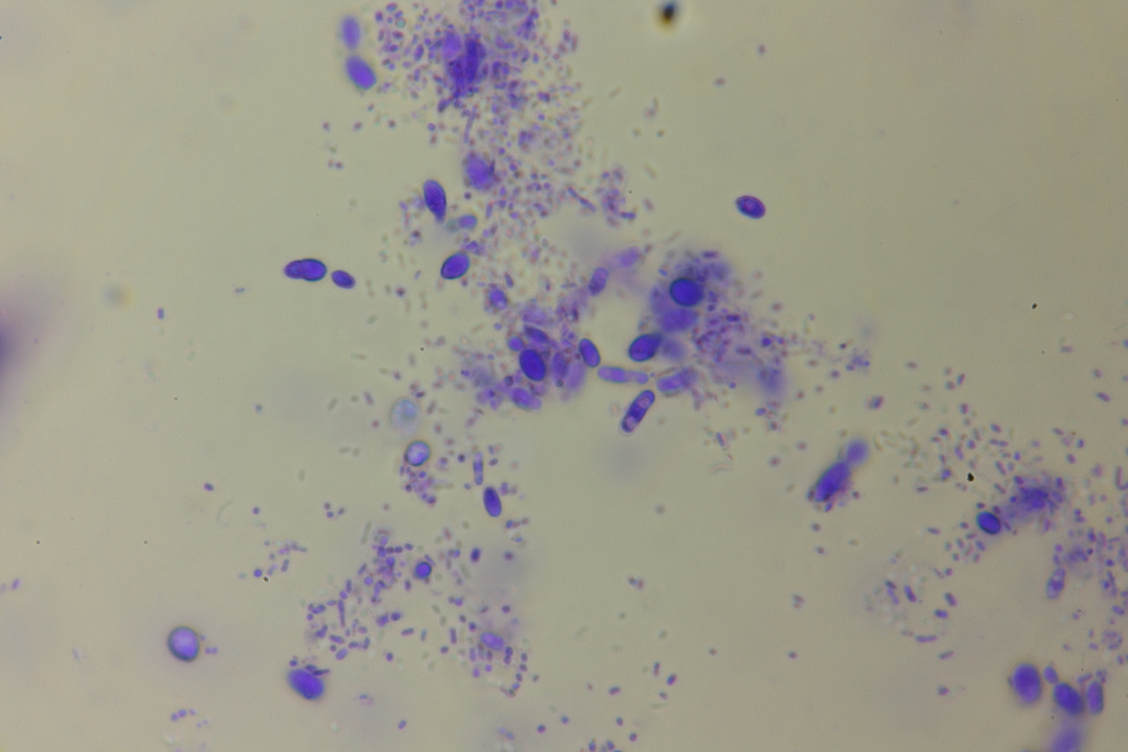 1 fermented grapes after 2 months