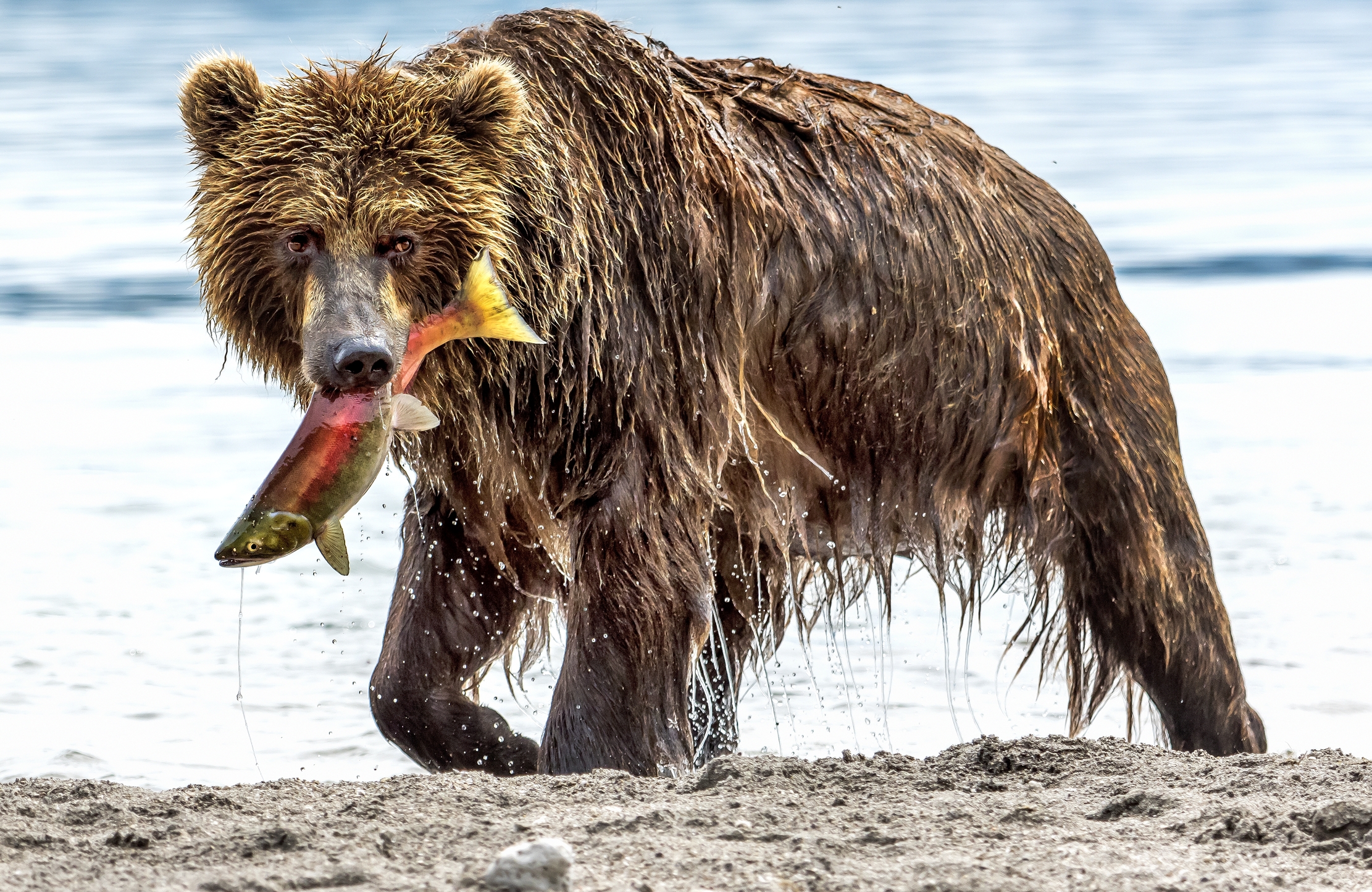 Kamchatka 2016 - Sguardi diversi