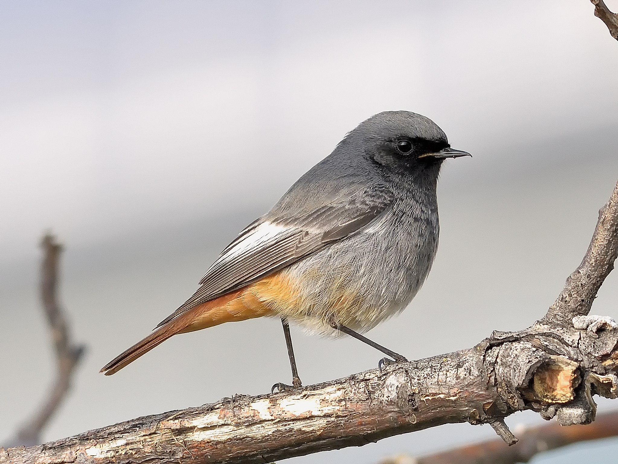Chimney sweep Redstart