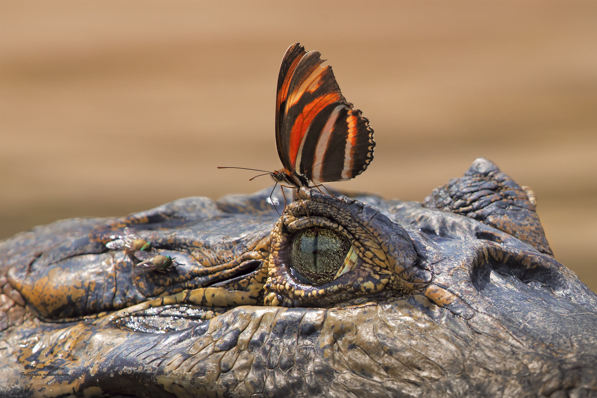 Lacrime di coccodrillo