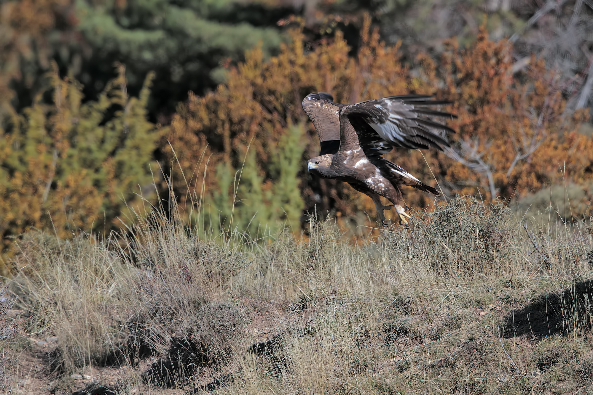 Aquila reale (probabile 1° inverno)