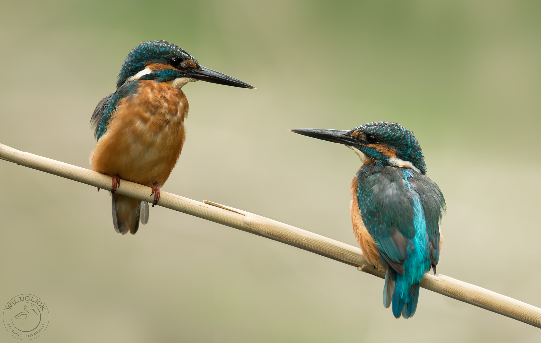 Ne resterà uno solo .. (2 Maschi di Martin pescatore)