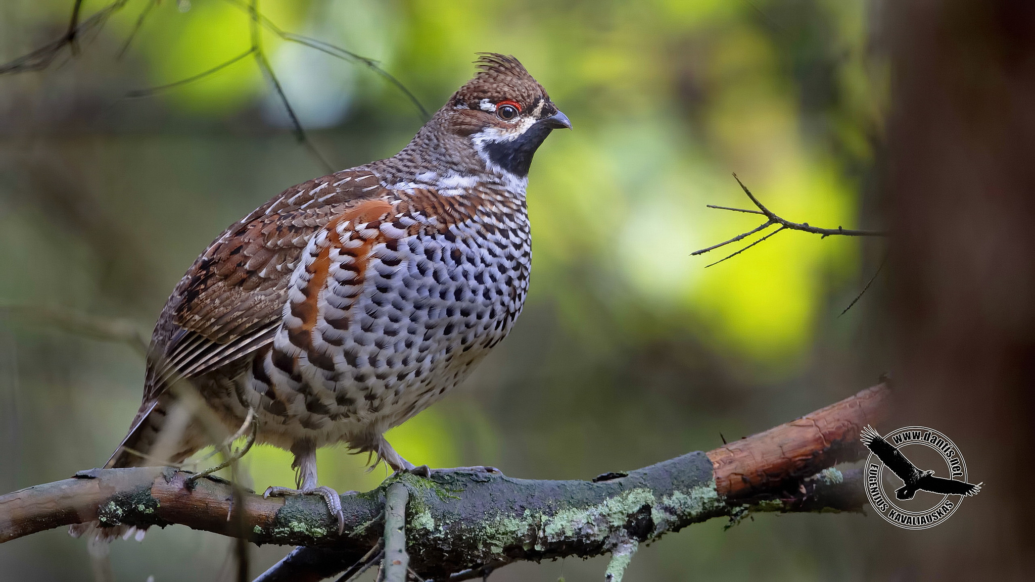 Hazel Grouse (Bonasa bonasia)