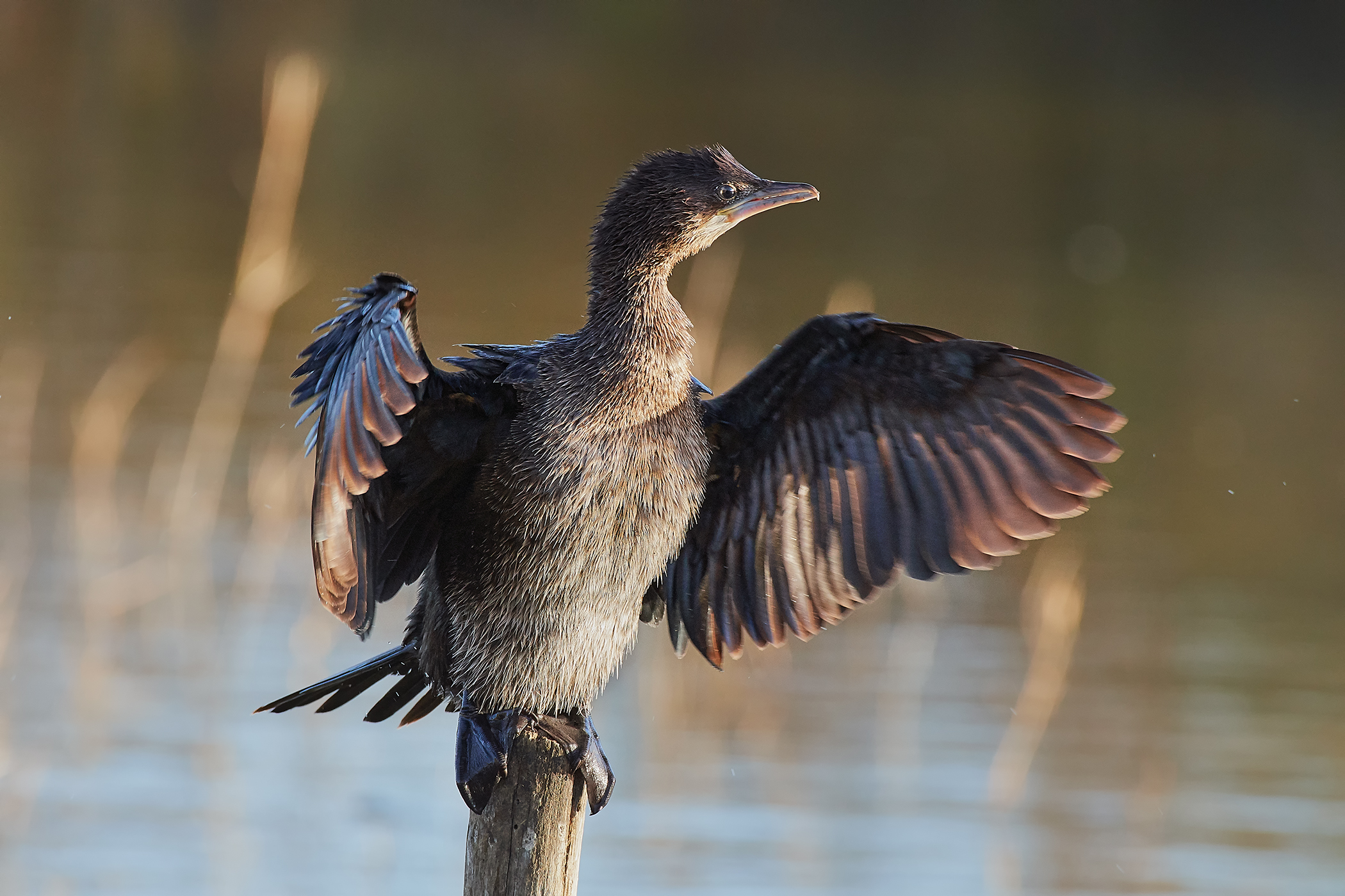 cormorant