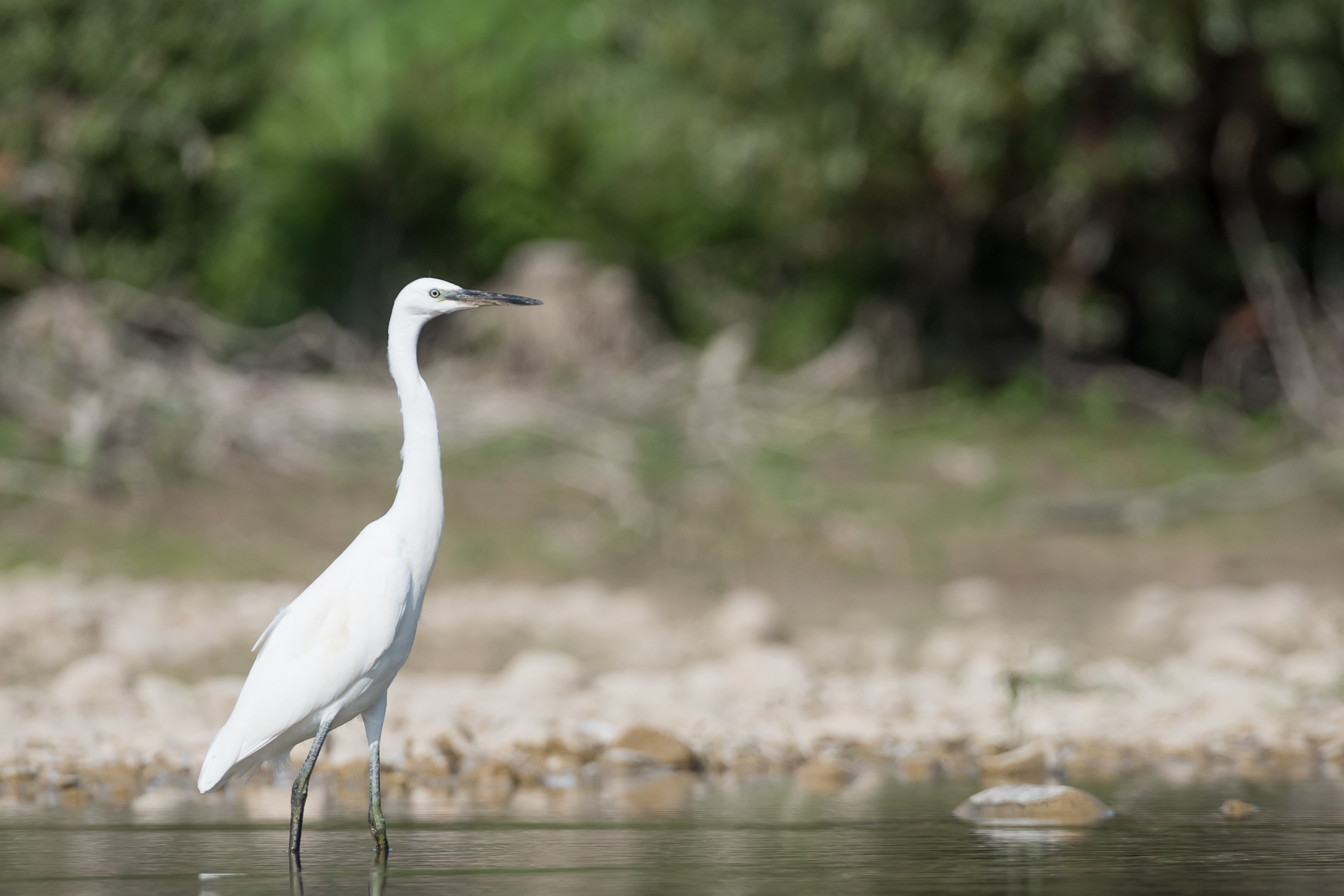 egret