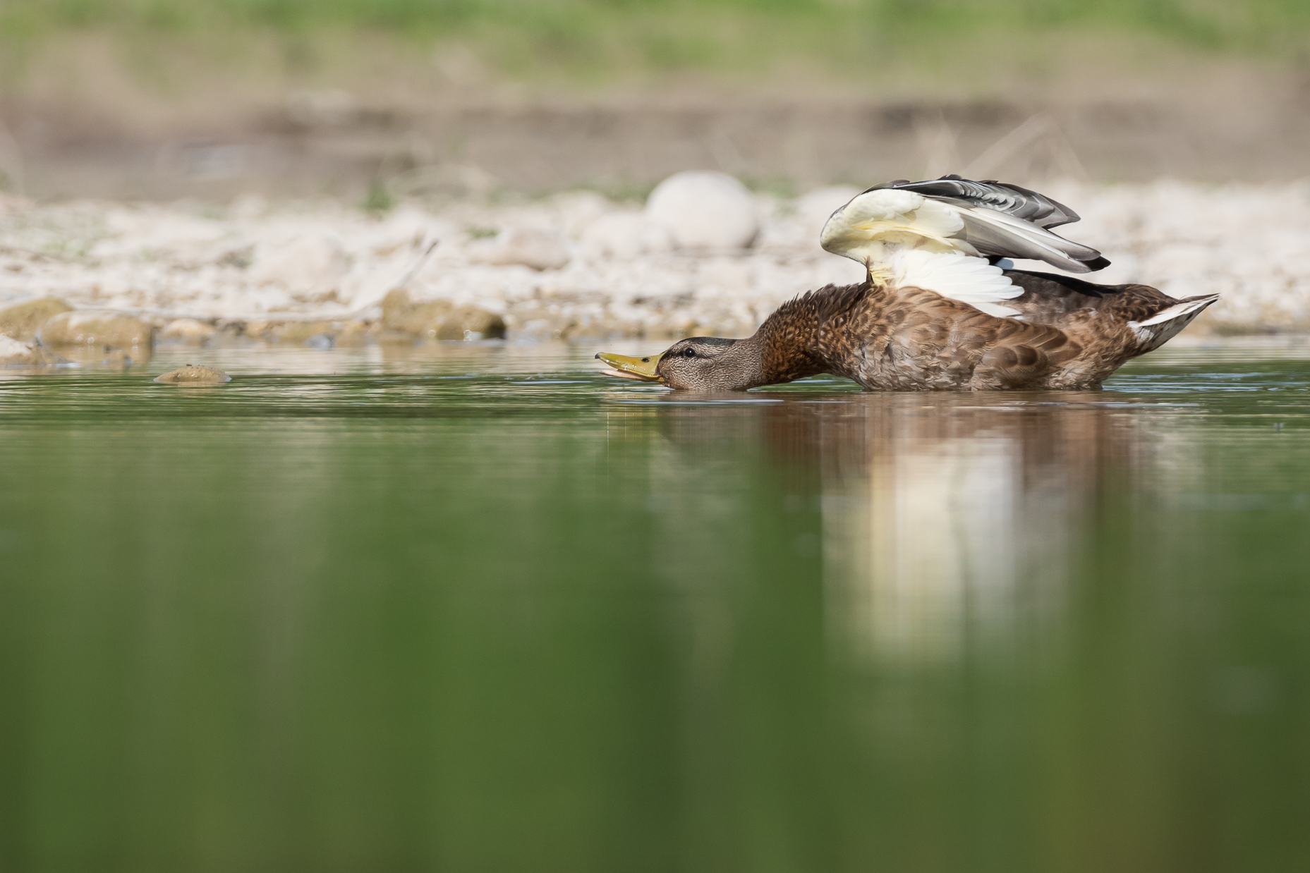 Young Mallard