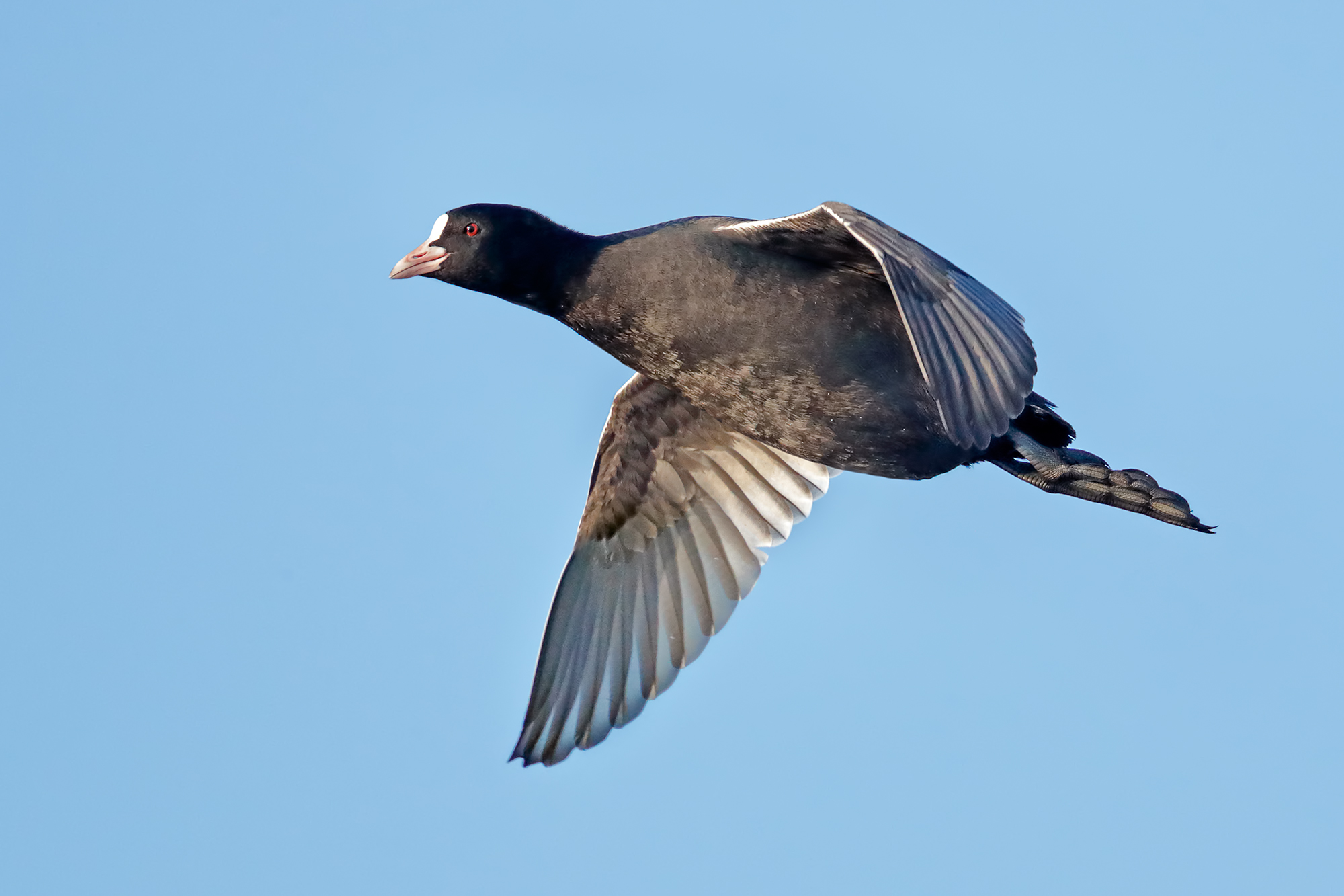 The light flight Coot