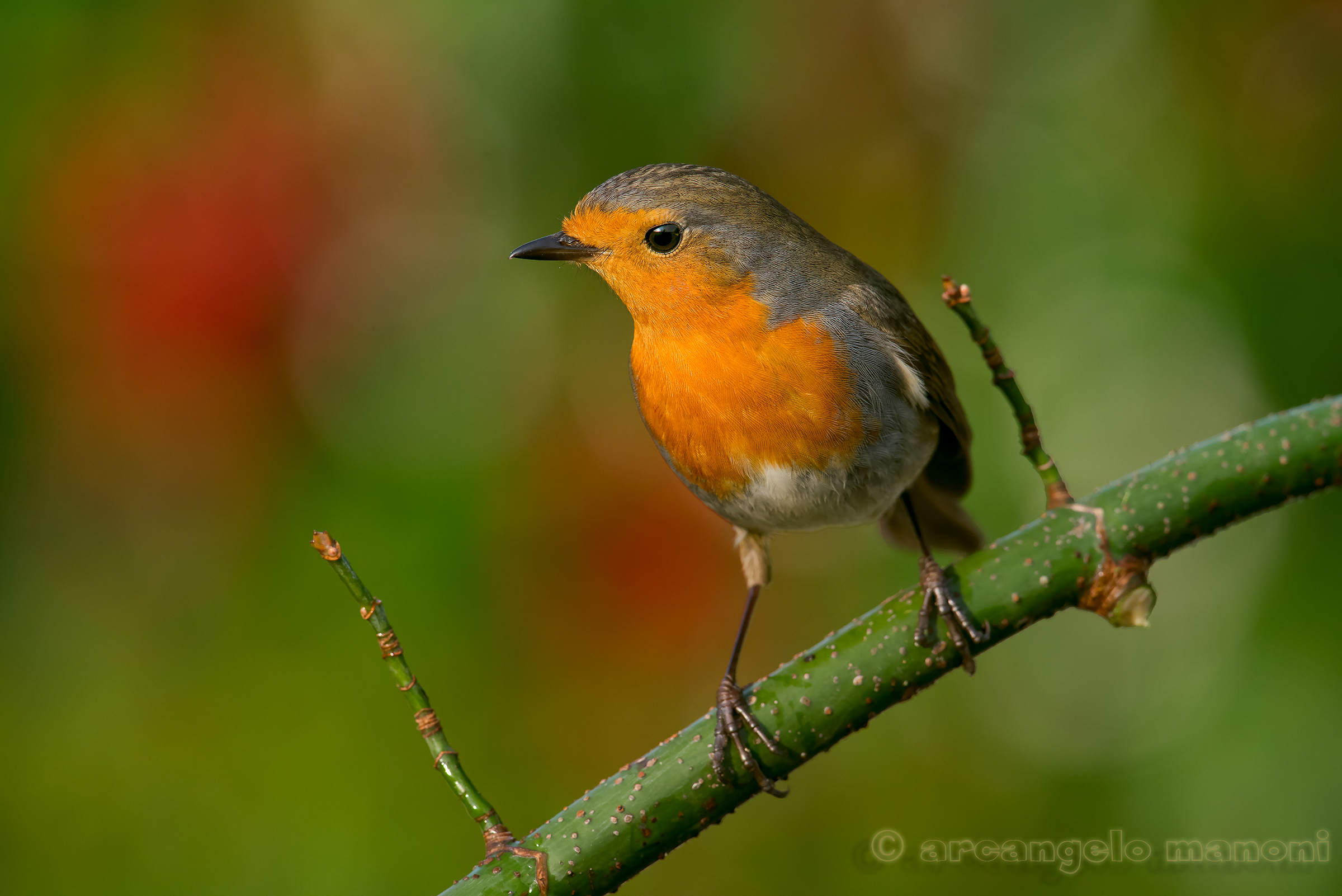 Pettirosso guardingo