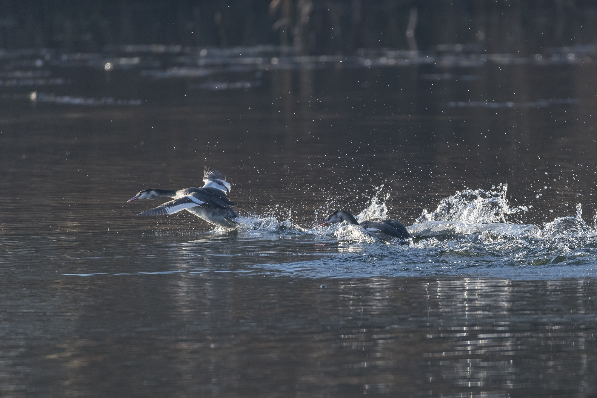 Litigio in controluce