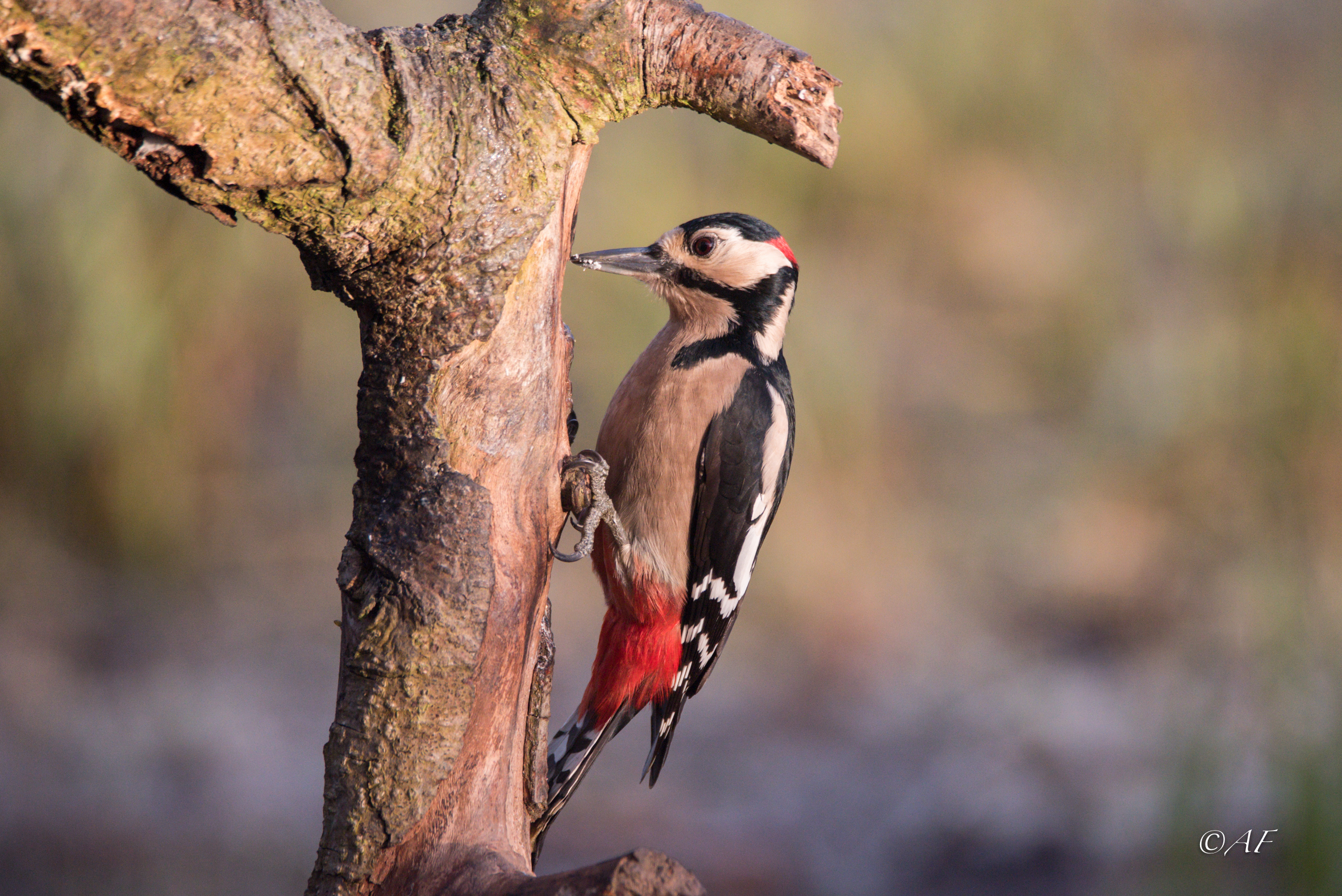 male red woodpecker